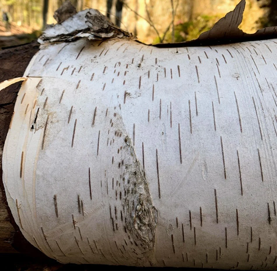 Birch pattern.jpg
