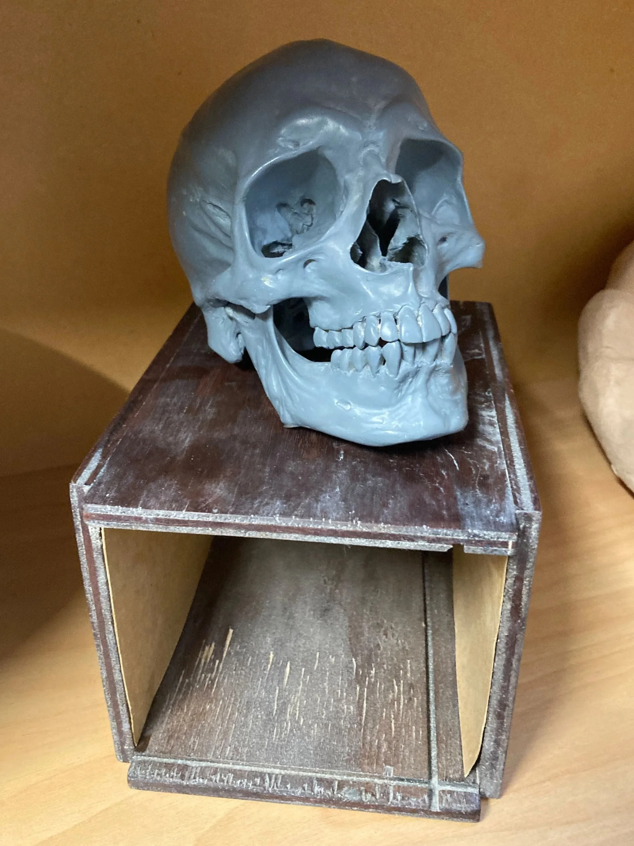 Skull by Javier Murica