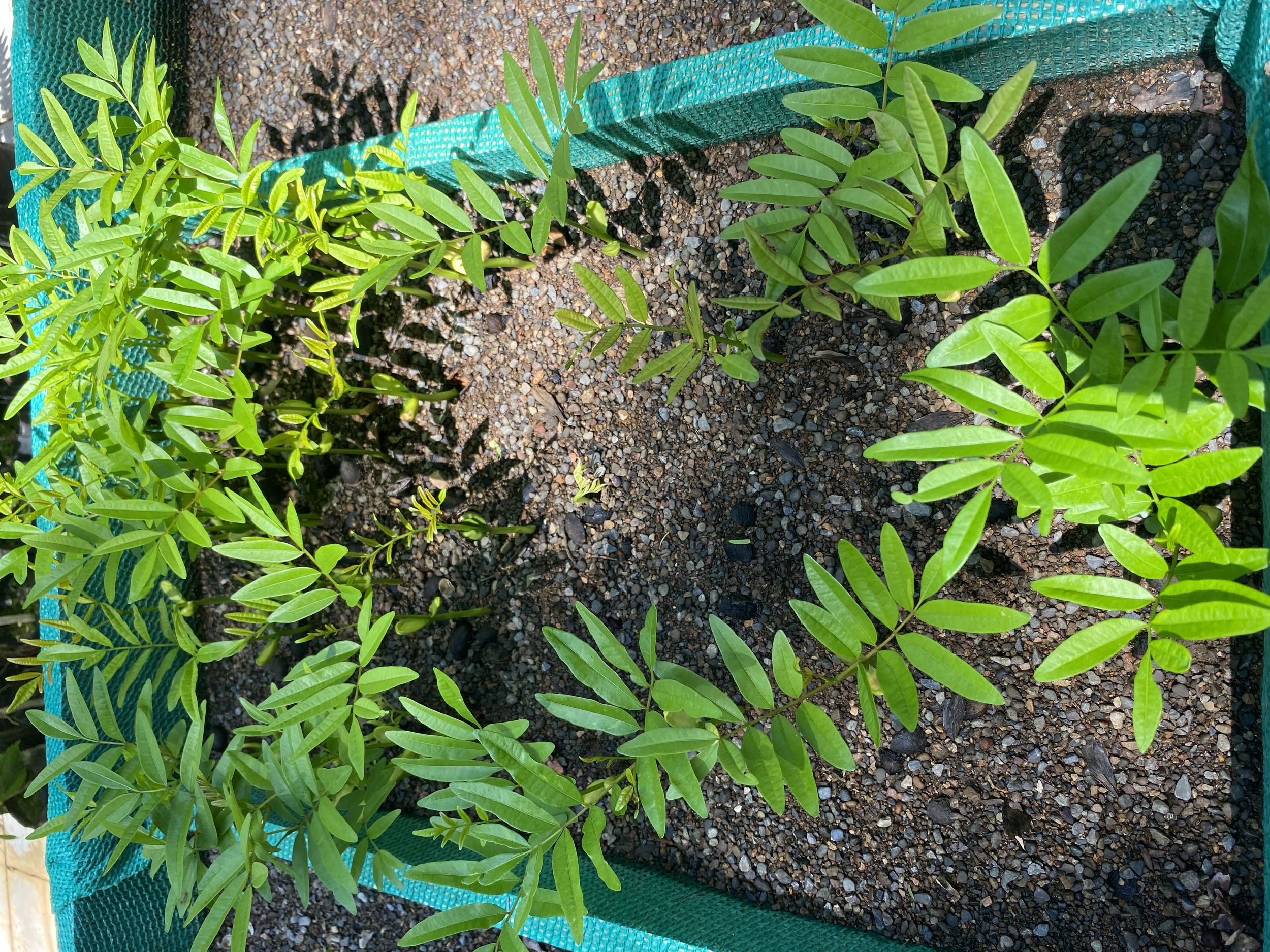 Aceituno (Simarouba glauca)