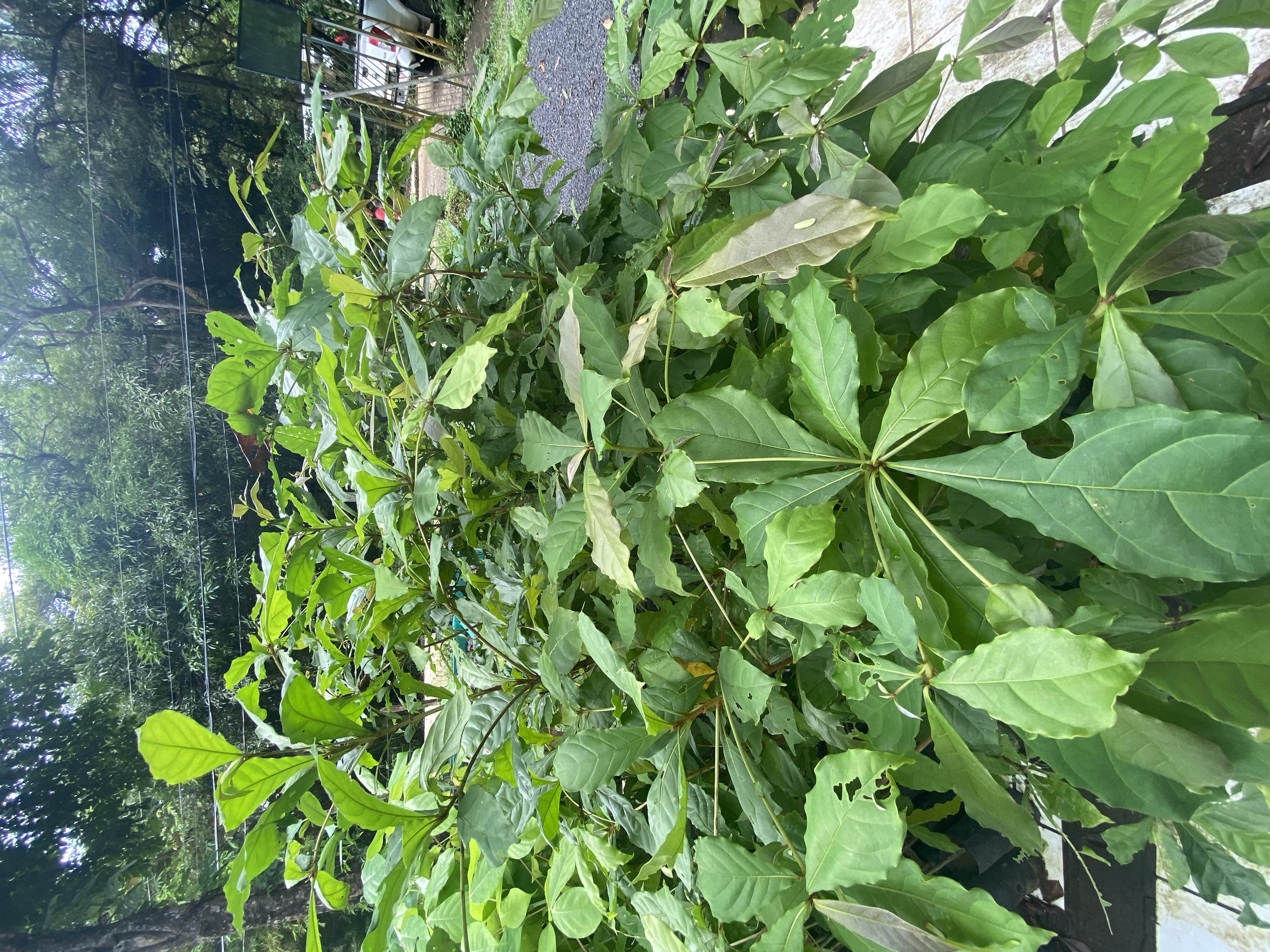 Será, Guayabón (Terminalia oblonga)