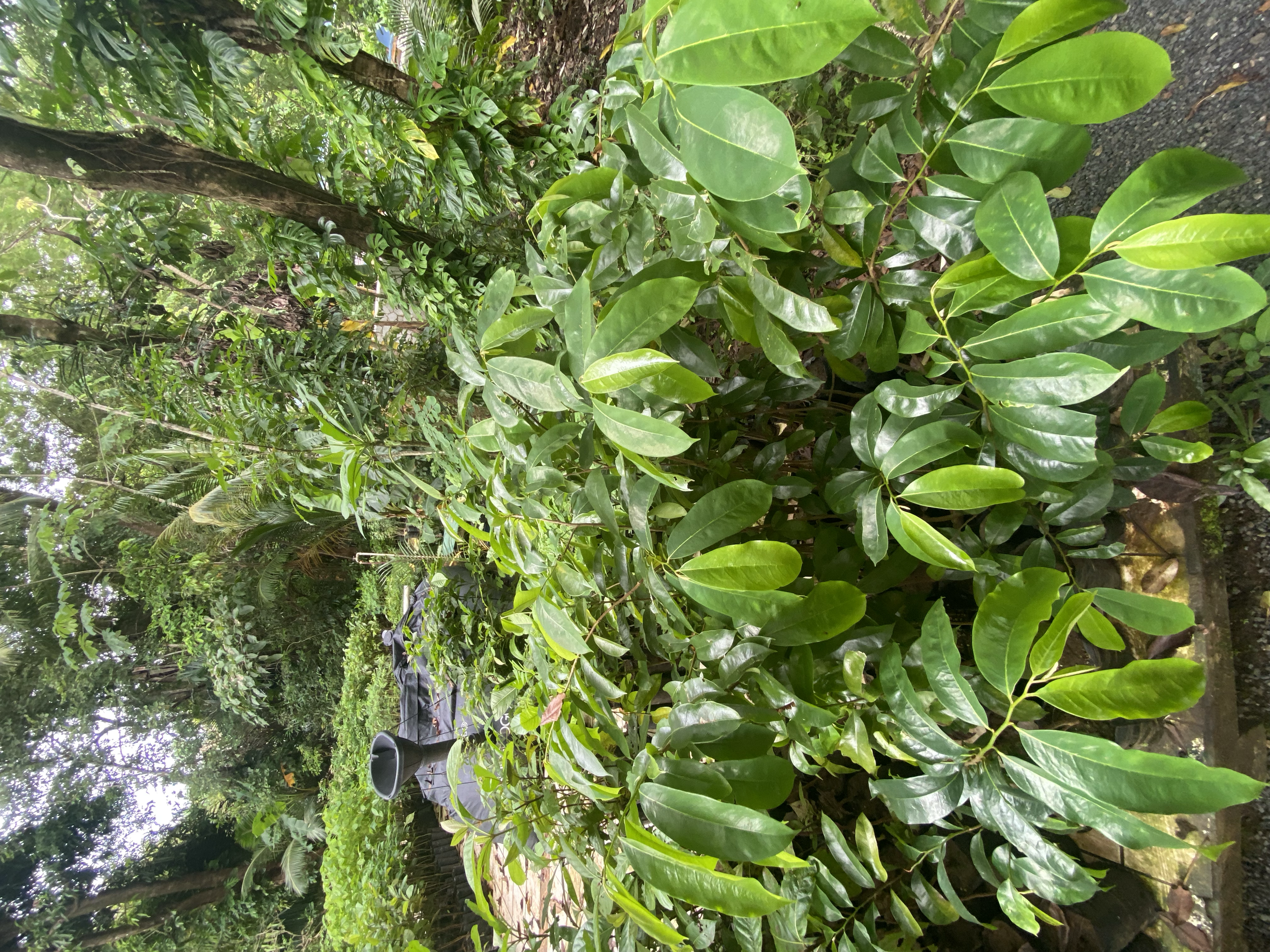 Soursop, Guanábana (Anonna muricata)