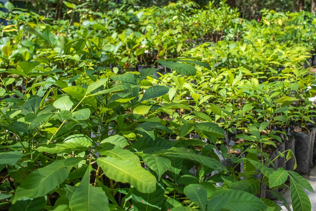 Alcantarillo, Manteco (Trichilia hirta) trees