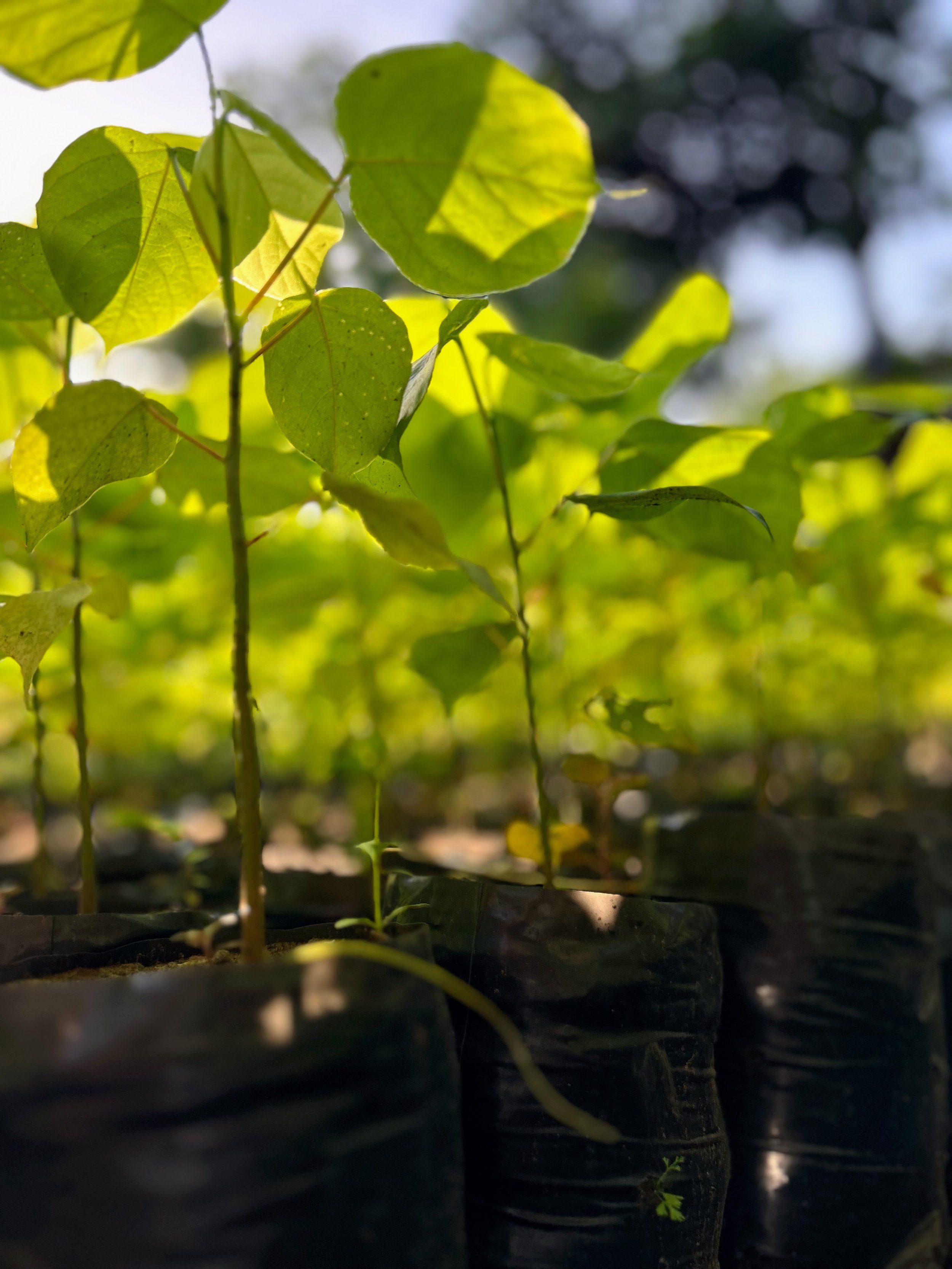 Ceibo Barrigón (Psedobombax septenatum) saplings