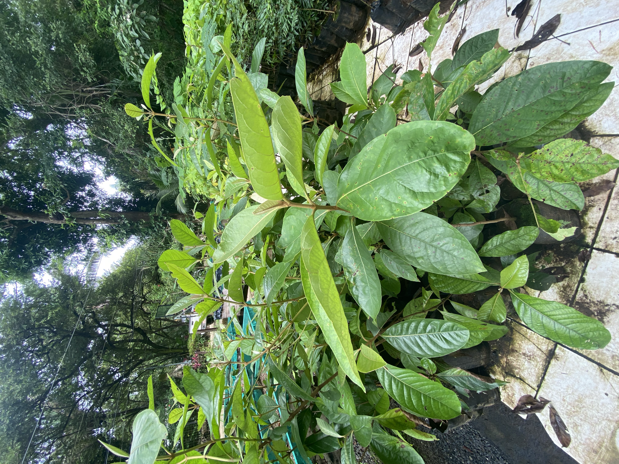 Nance, Nancite (Byrsonima craassifolia)