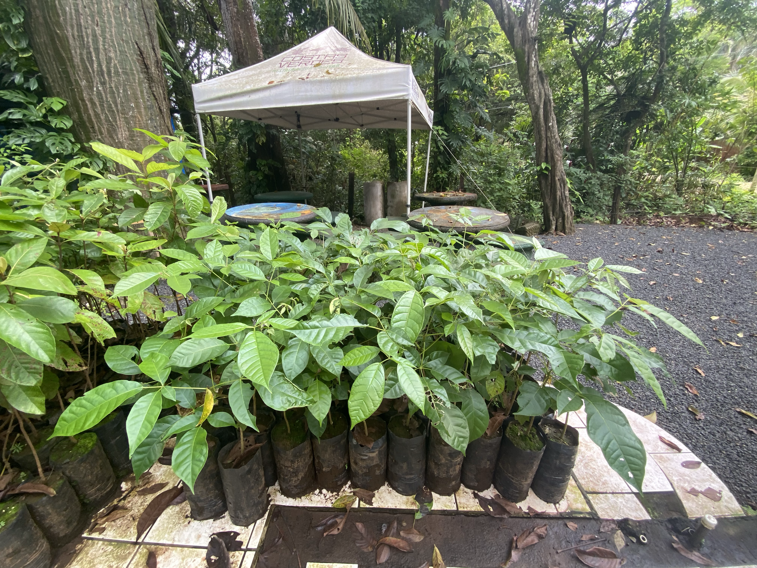 Roble sabana (Handroanthus rosea)