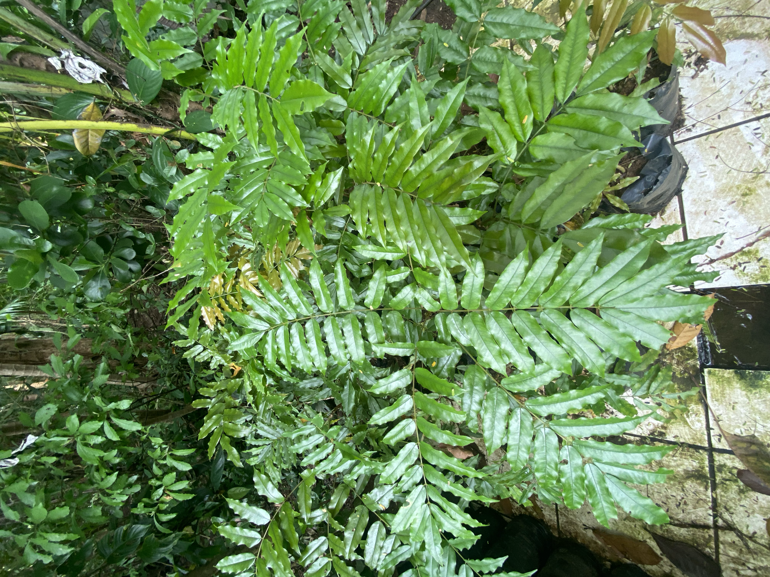 Almendro de Montaña (Andira inermes)