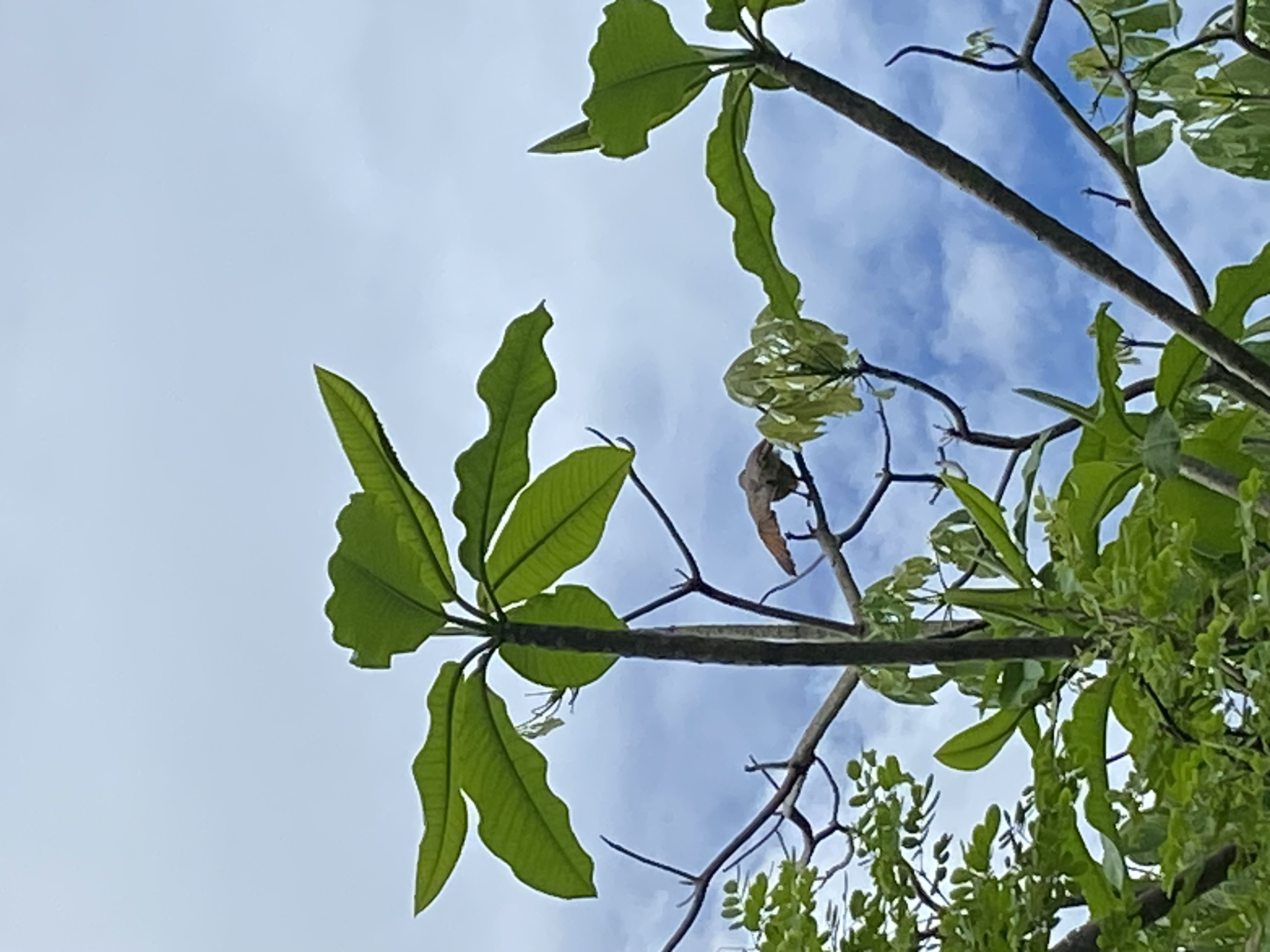 Roadside Hawk (Rupornis magnirostris)