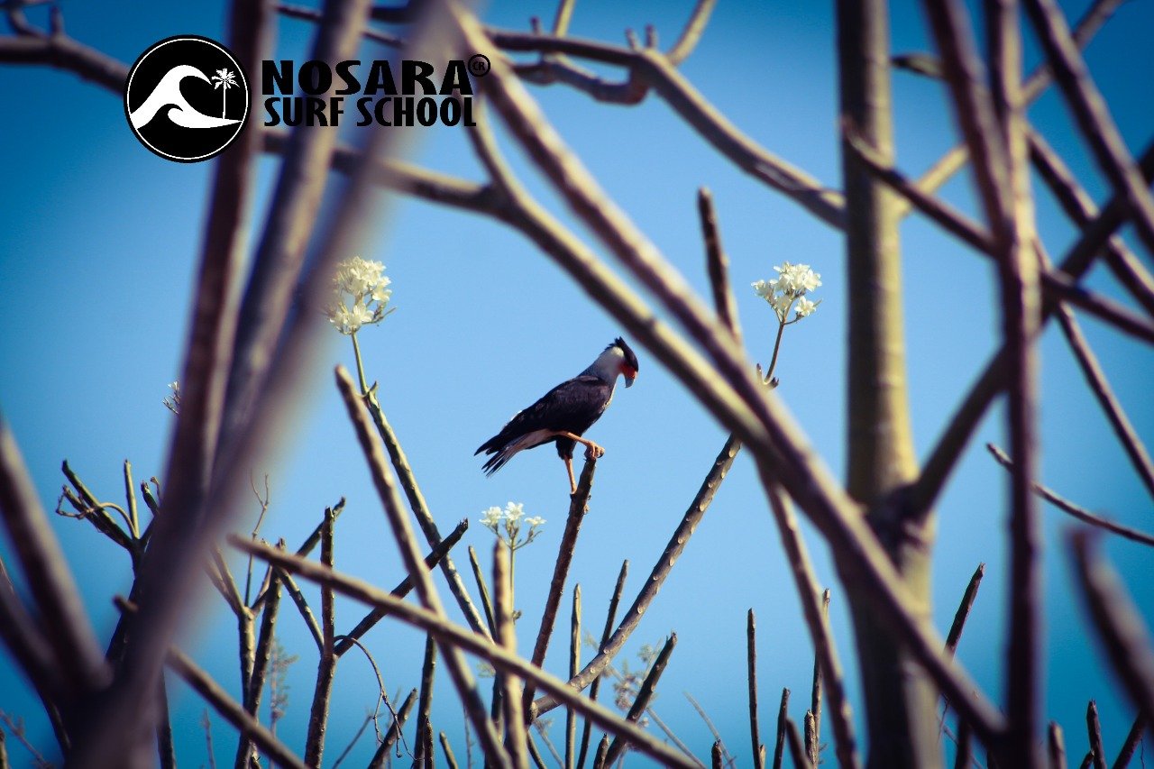 Crested Caracara (Caracara planks)
