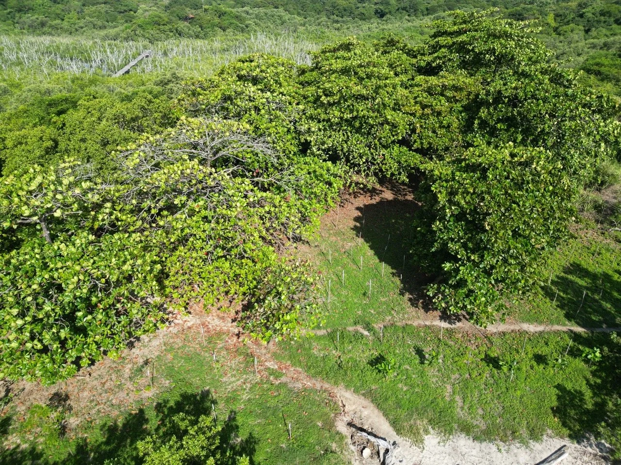 DJI_0061 de tamaño grande.jpeg