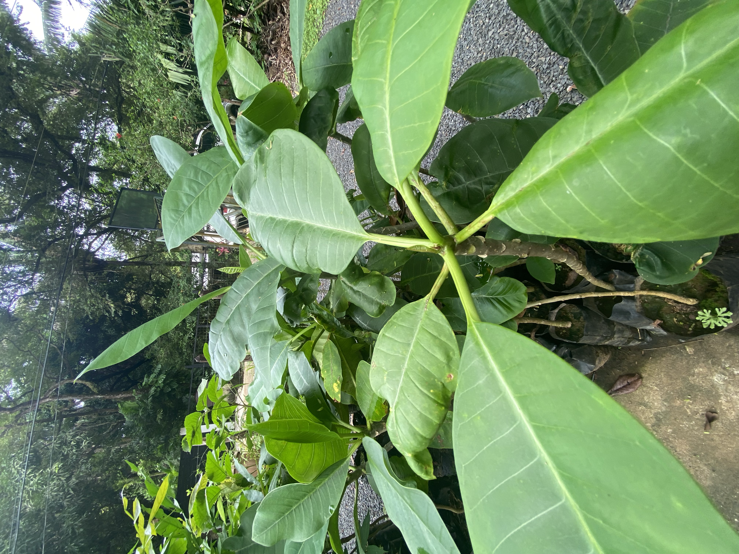 Plumeria, Franjipani (Plumeria rubra)
