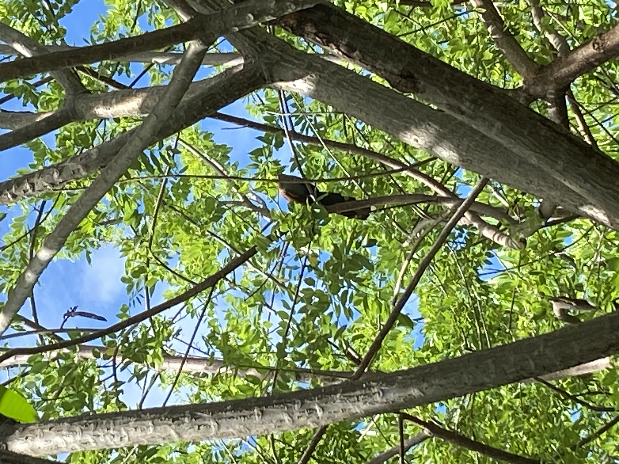 Squirrel cuckoo (Piaya cayana)