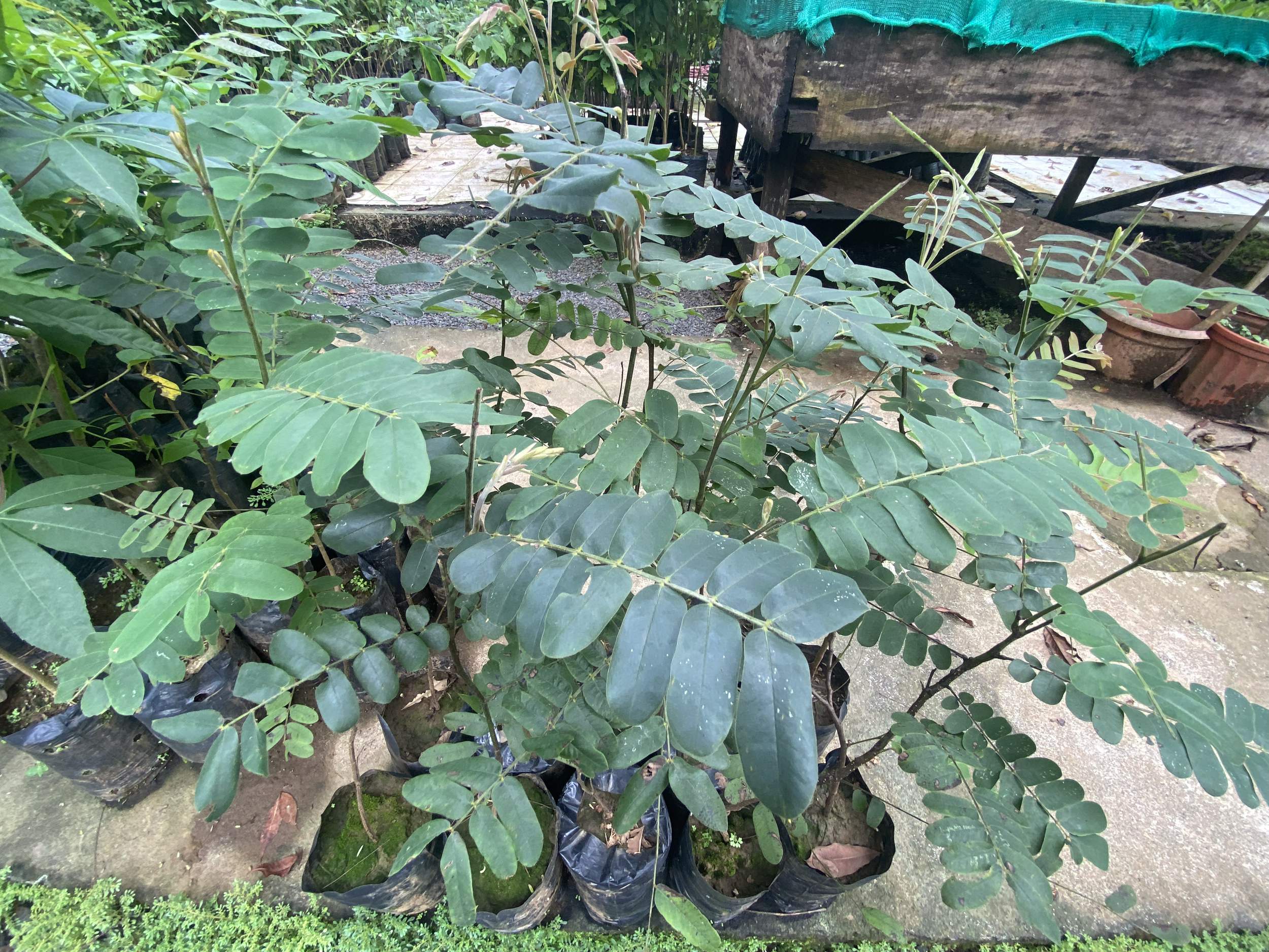 Carao, Sandal (Cassia grandis)