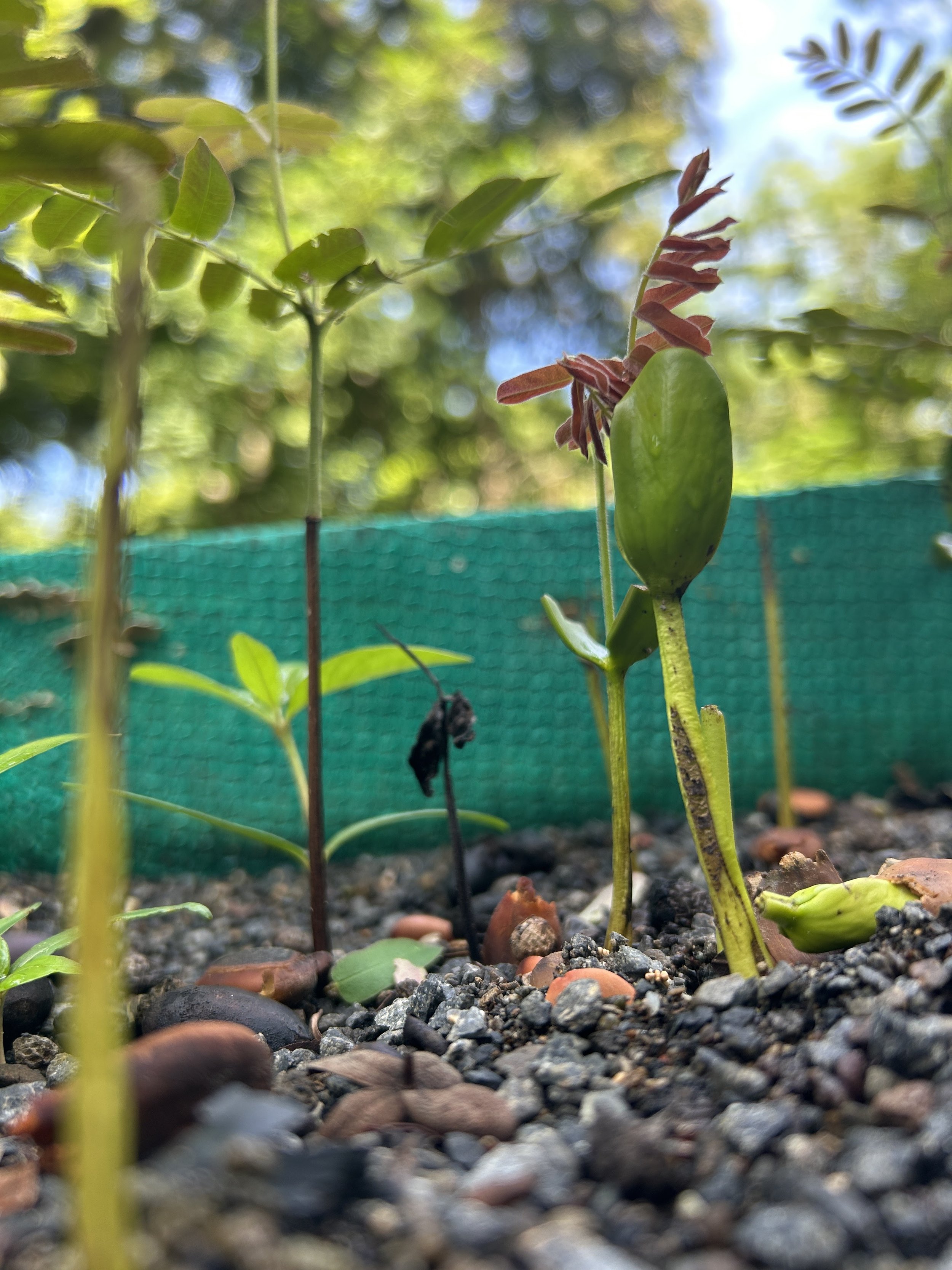 Carao, Sandal (Cassia grandis)