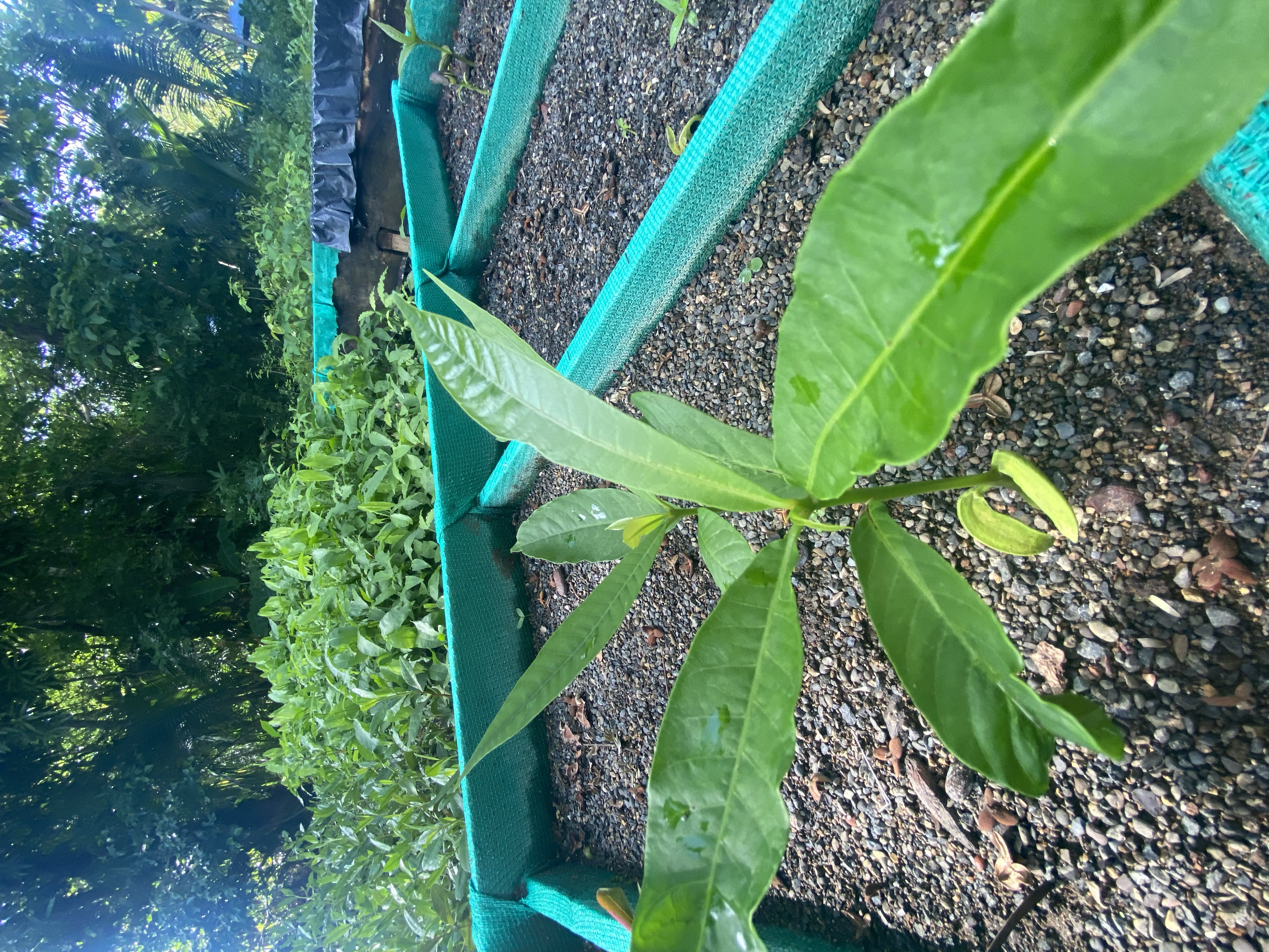 Espavel (Anacardium exelsum)