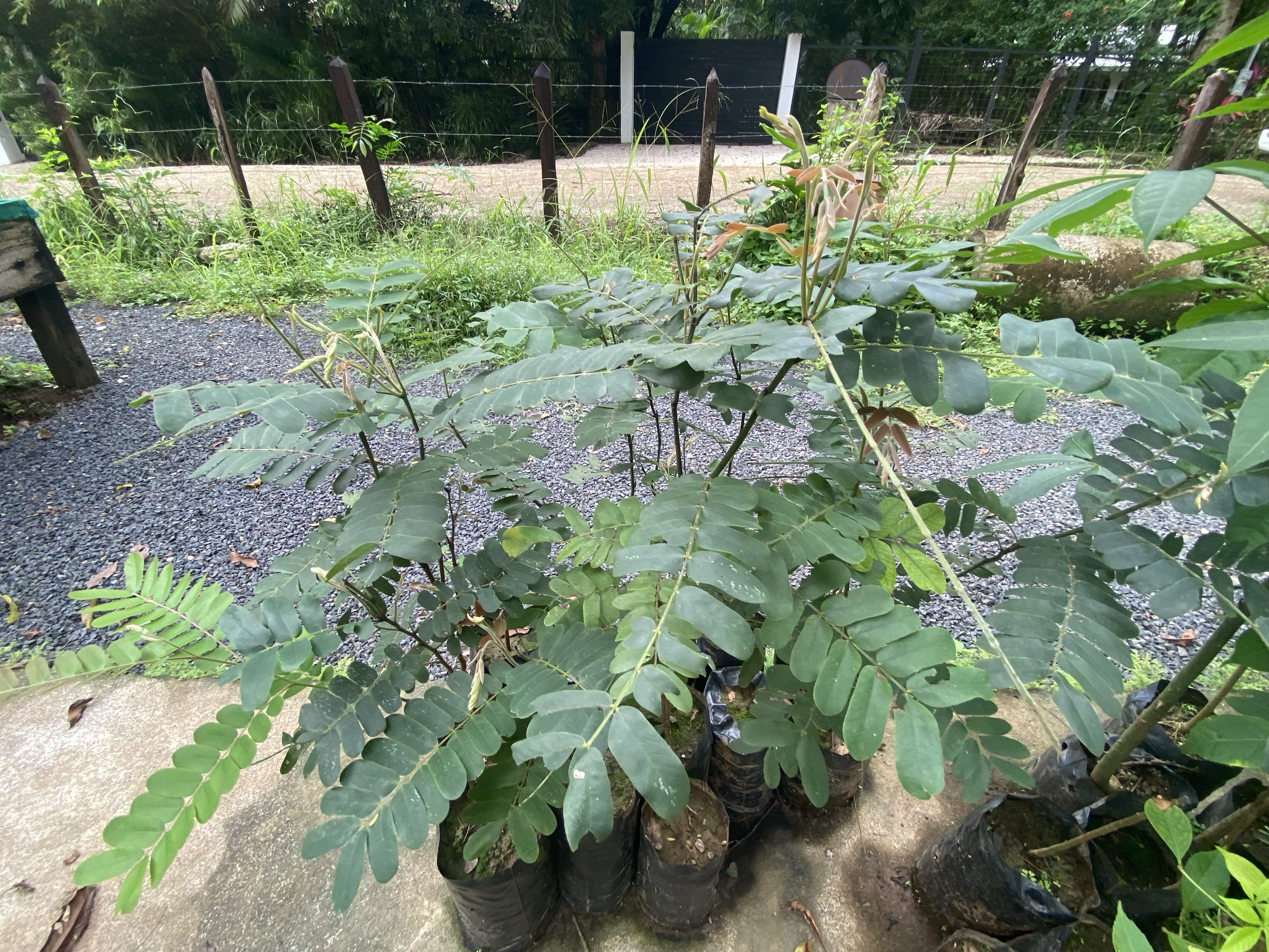 Carao, Sandal (Cassia grandis)