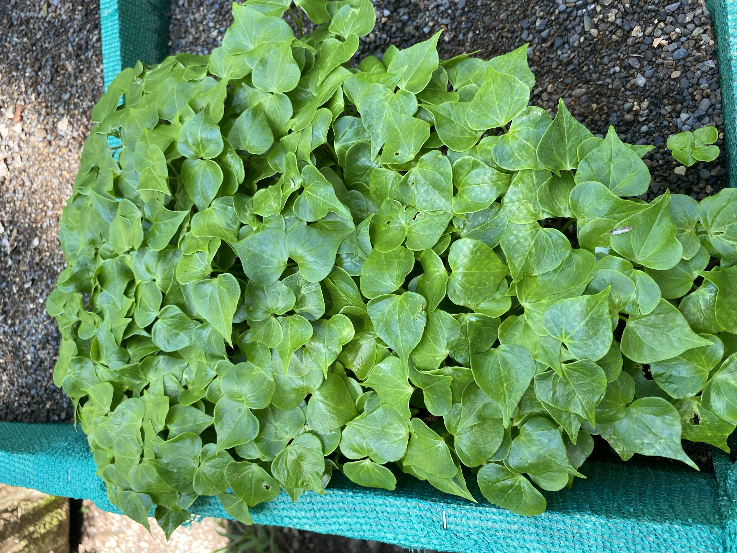 Ceibo barrigón (Pseudobombax septenatum)