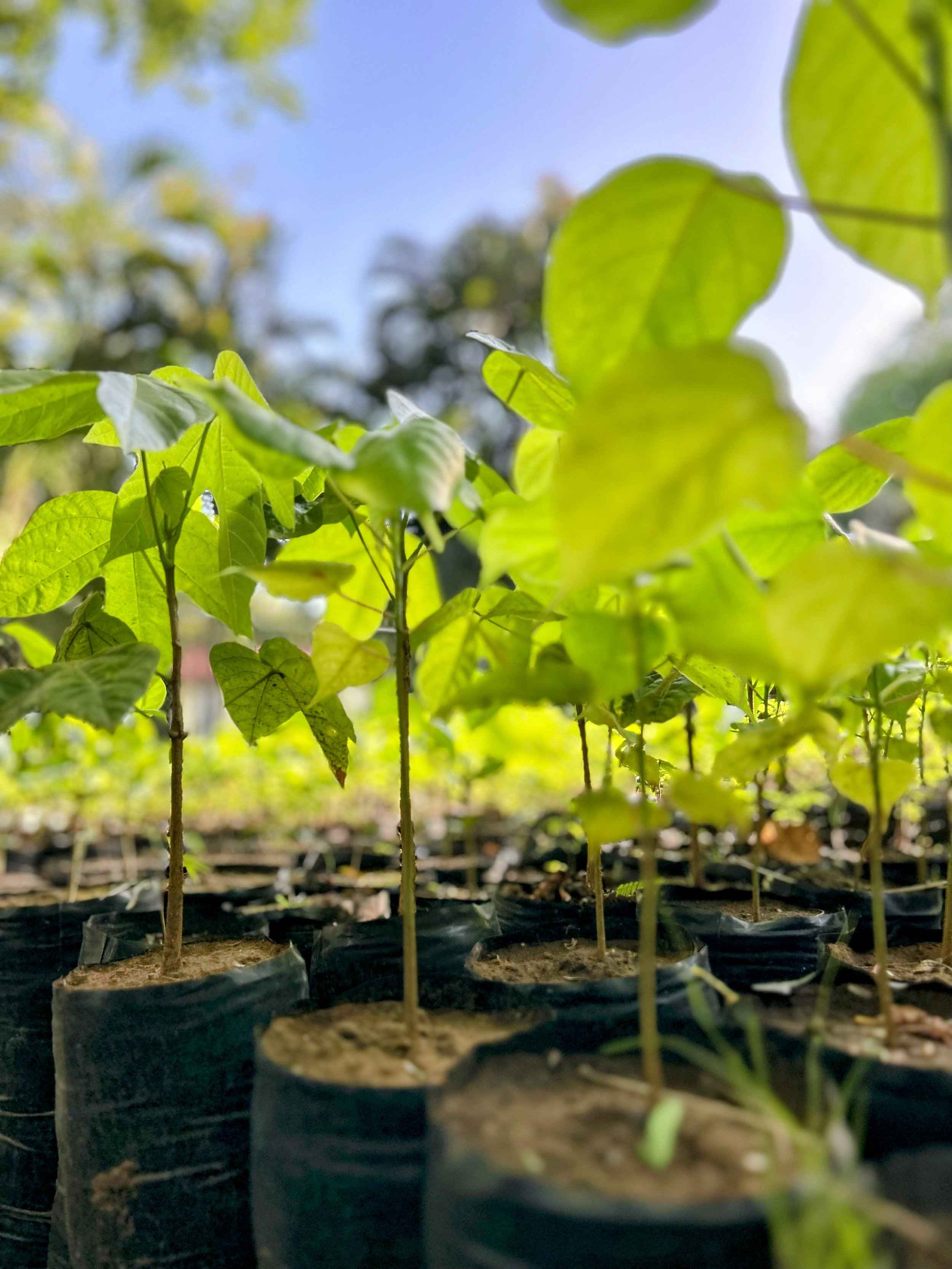 Ceibo Barrigón (Psedobombax septenatum) saplings