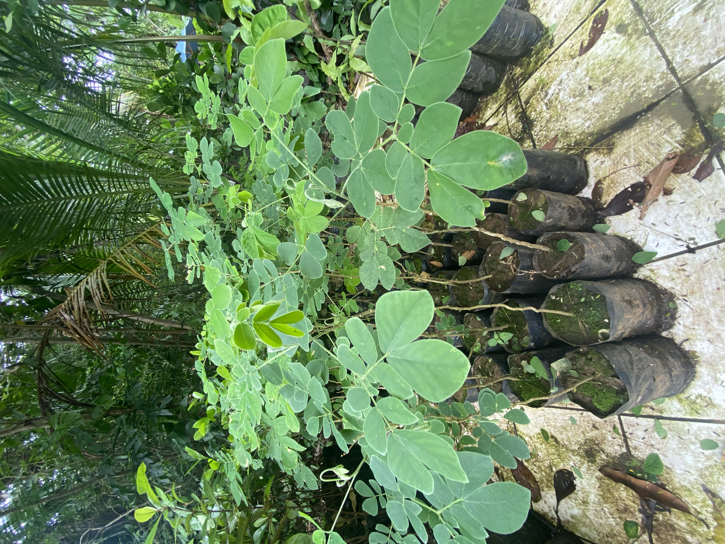Rain tree, Cenízaro (Samanea saman)
