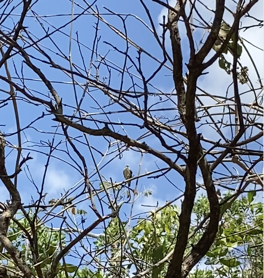 Osprey (Pandion haliaetus)