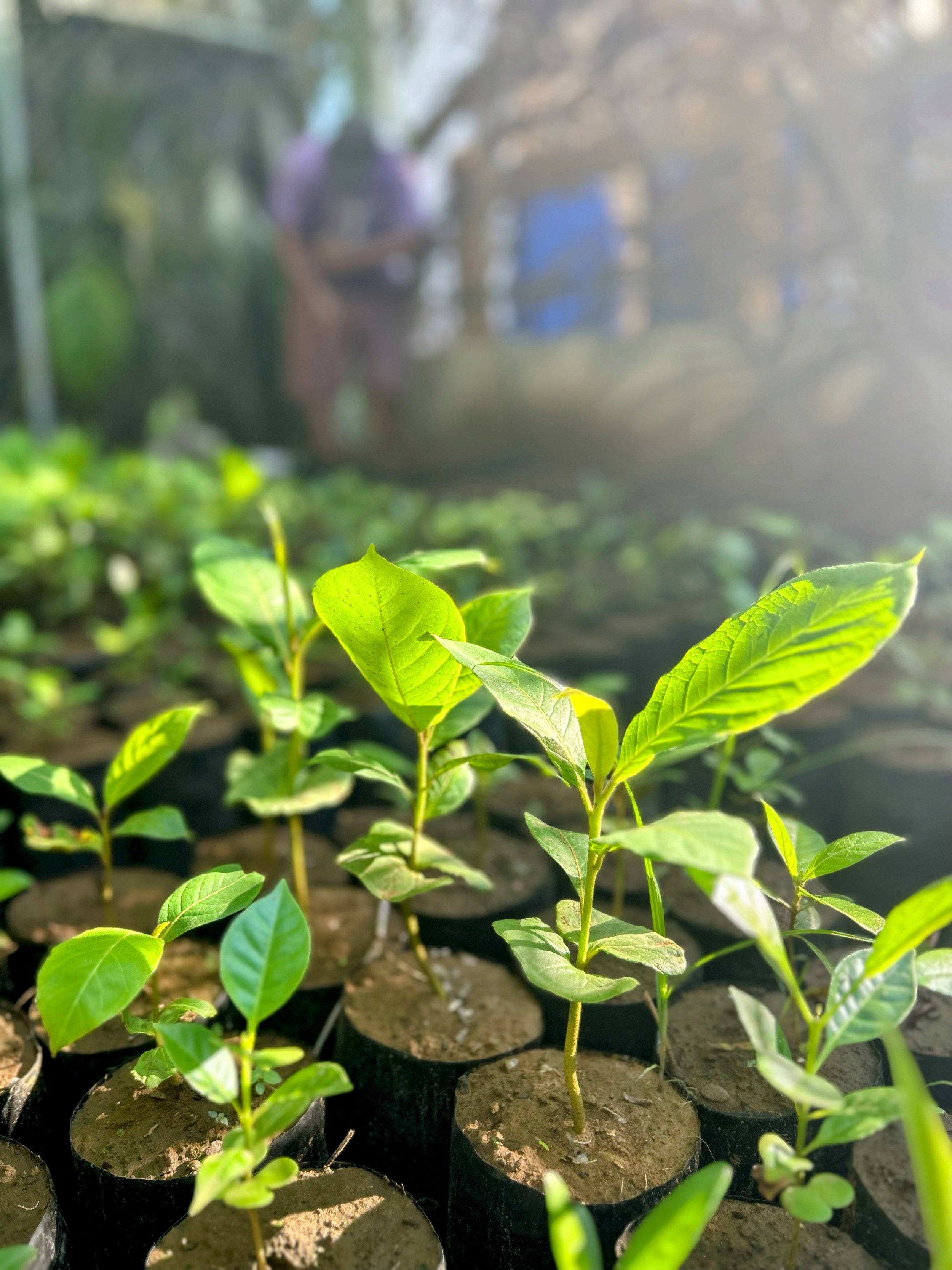 Tropical Almond (Terminalia catappa) saplings