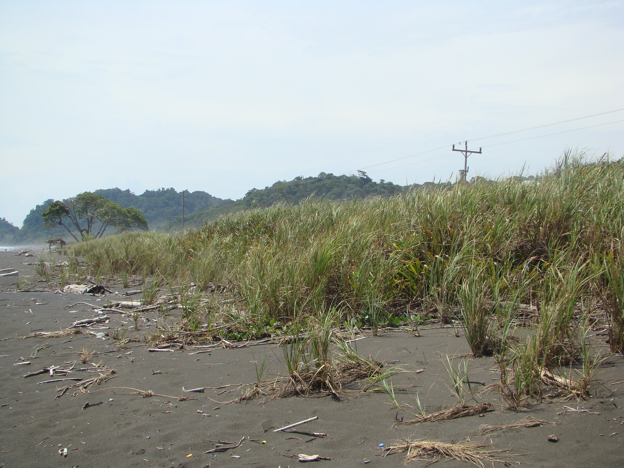 2009 Hermosa Deforestada1.jpg