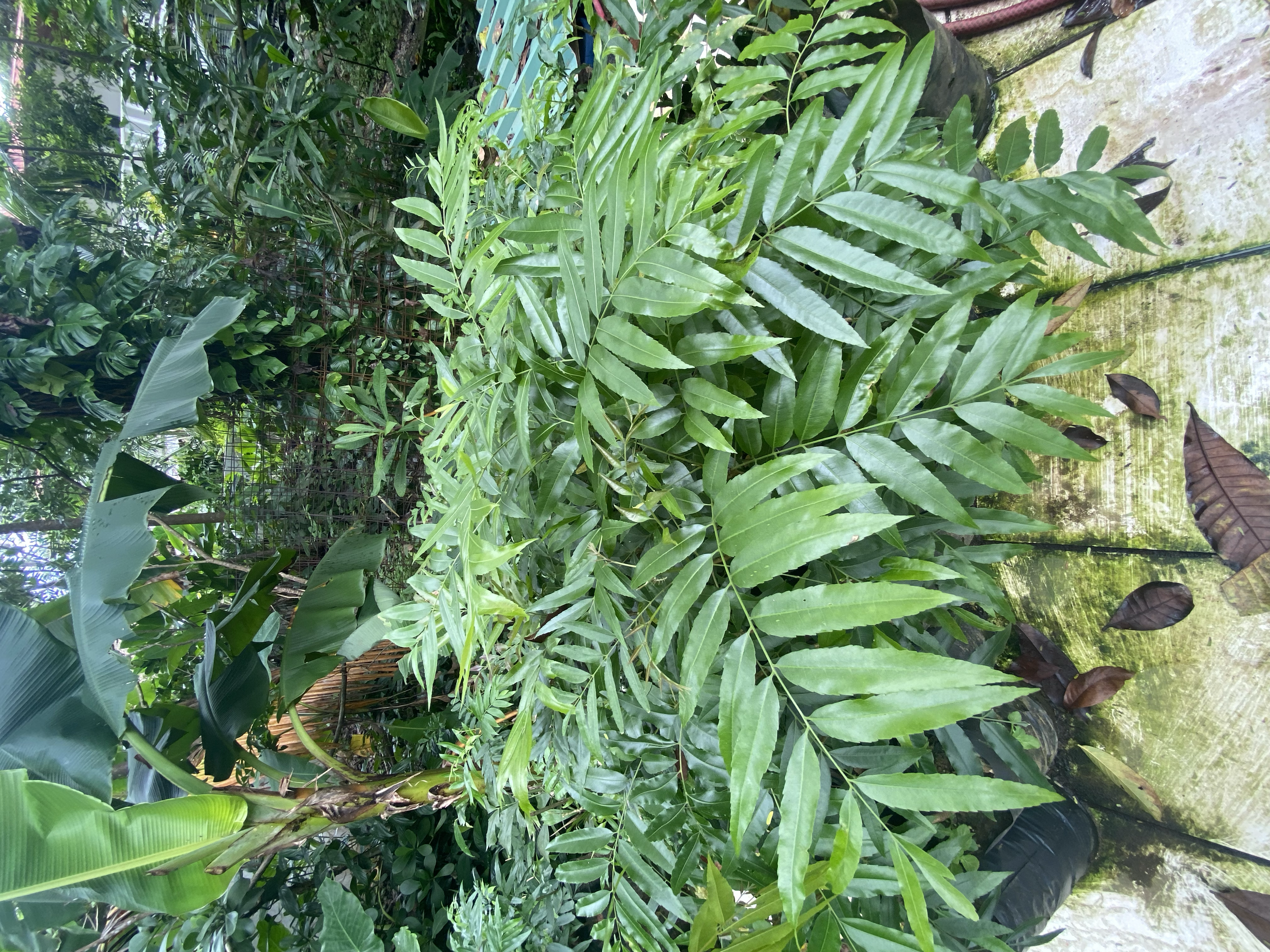 Sardino (Thounidium decandrum)