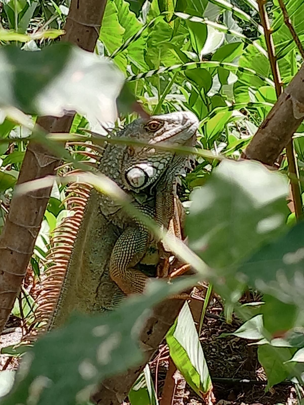 Green iguana (Iguana iguana)