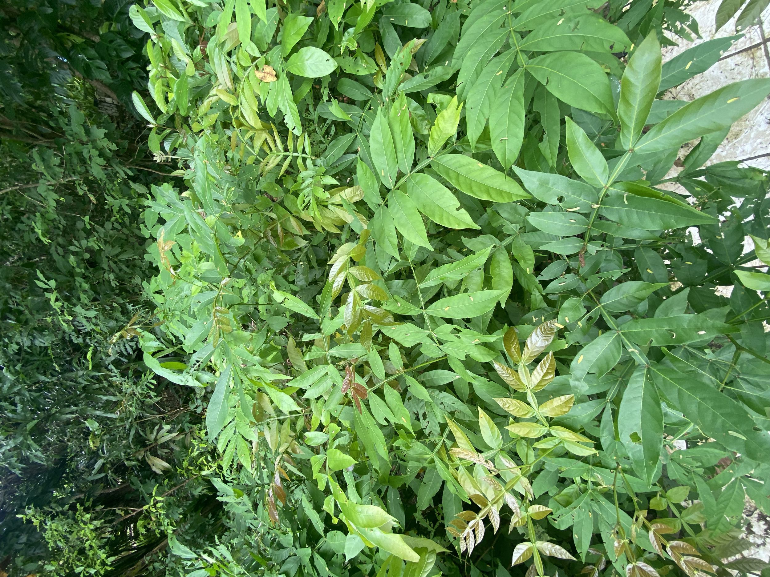 Guaba río (Inga vera)
