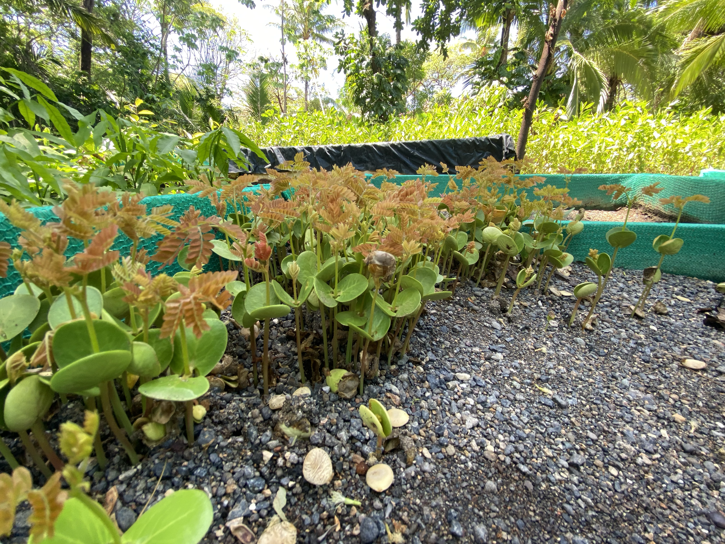 Saíno (Caesalpinia eriostachys)