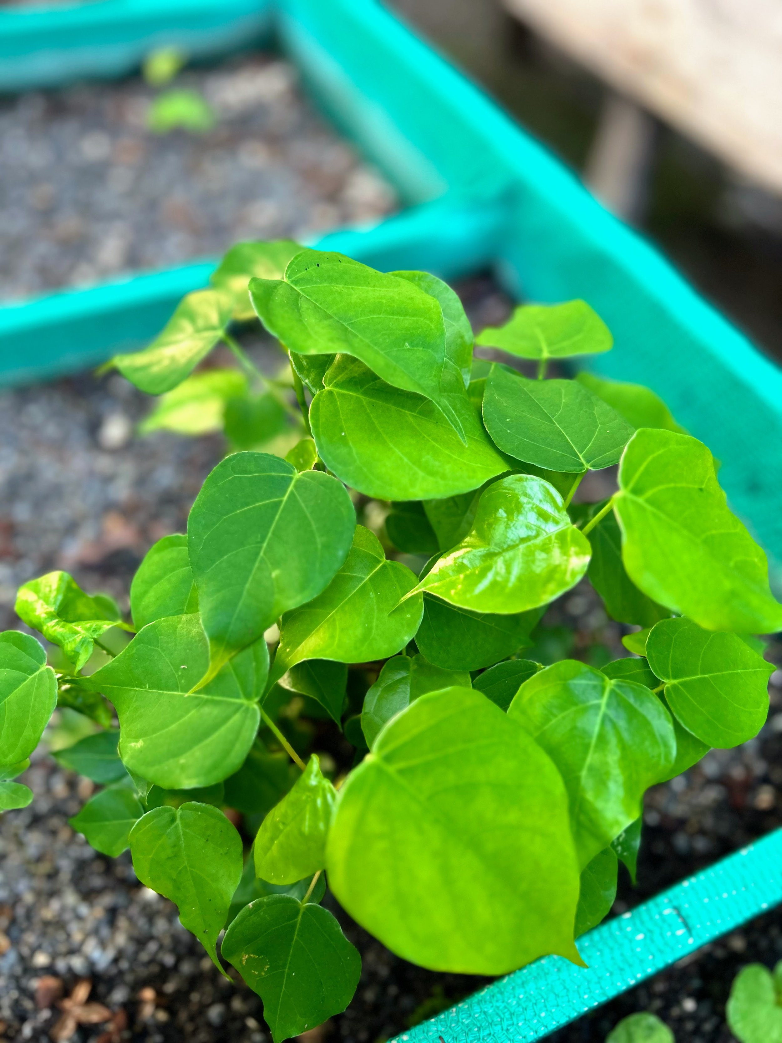 Ceibo barrigón (Pseudobombax septenatum)