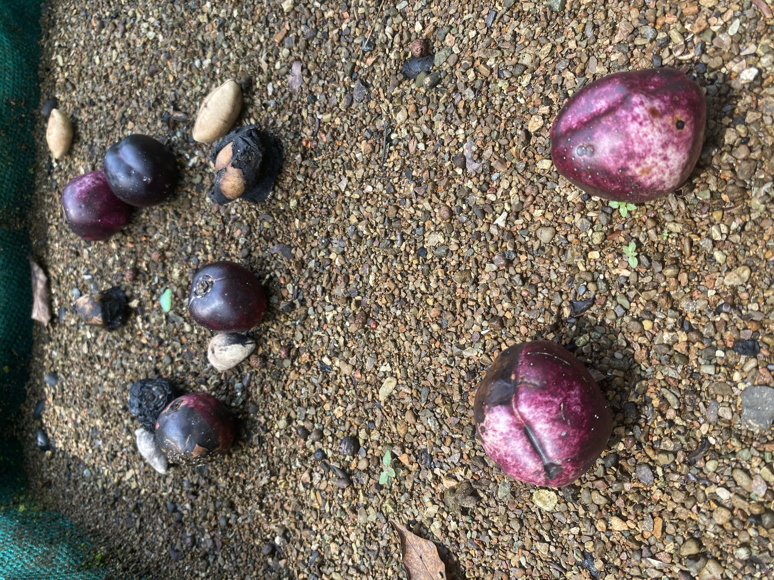Chirca (Thevetia ovata) fruit