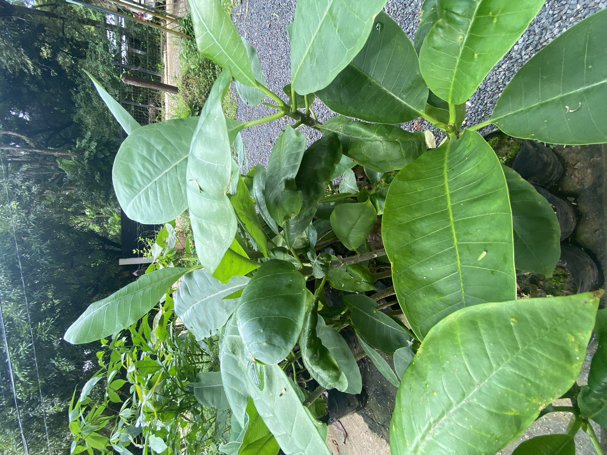 Plumeria, Franjipani (Plumeria rubra)