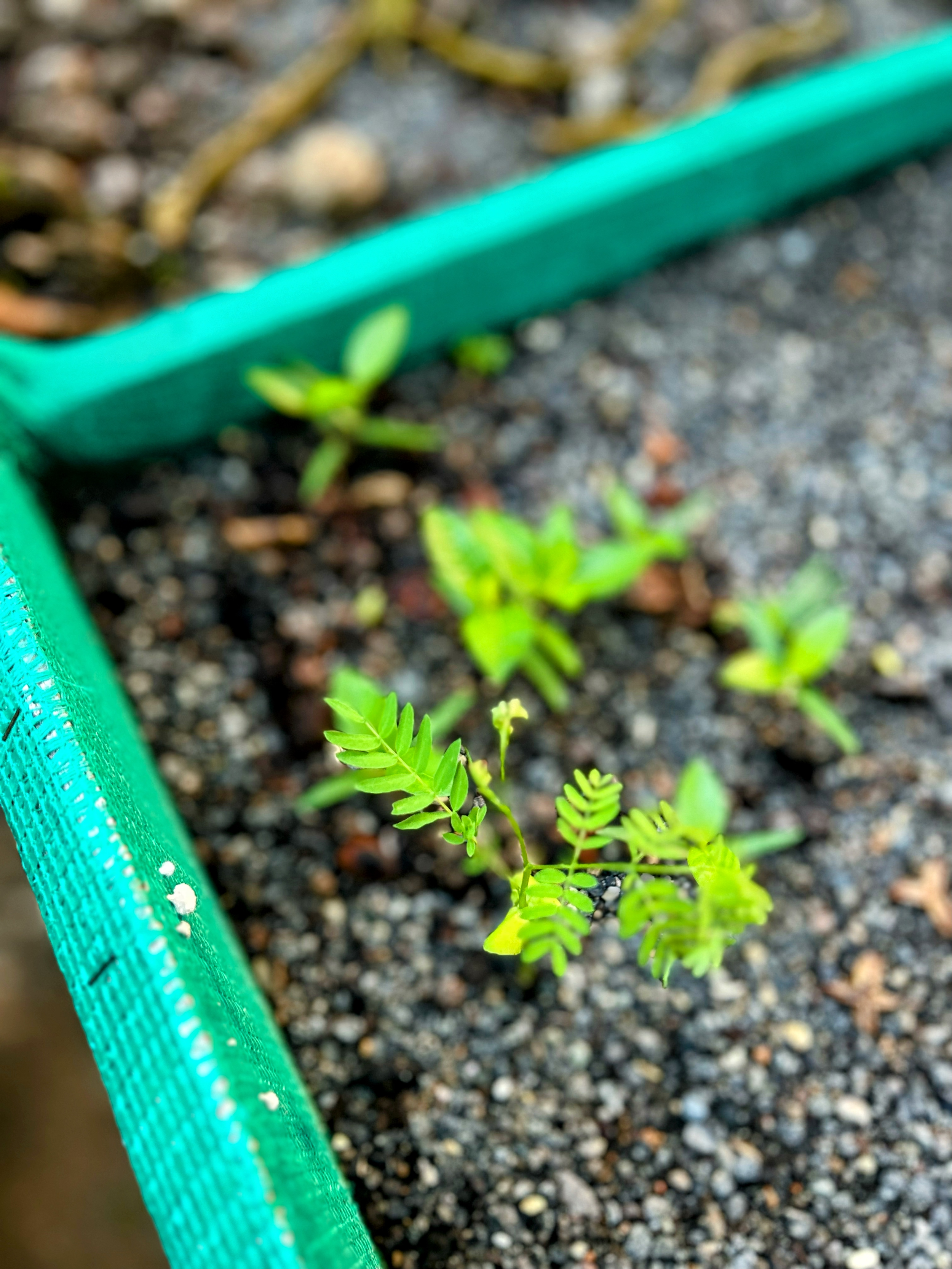 Guanacaste (Enterolobium cyclocarpum)