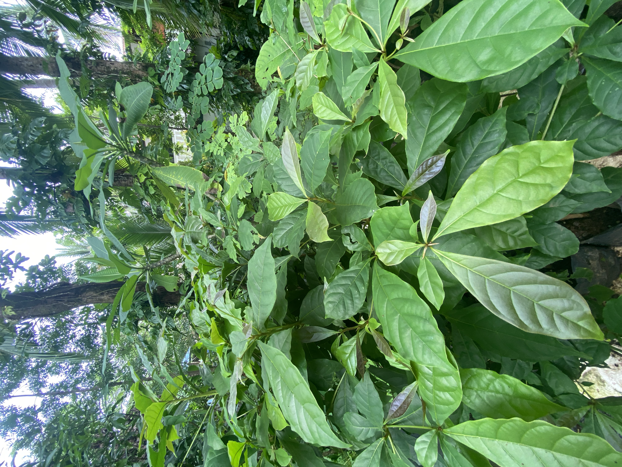 Será, Guayabón (Terminalia oblonga)