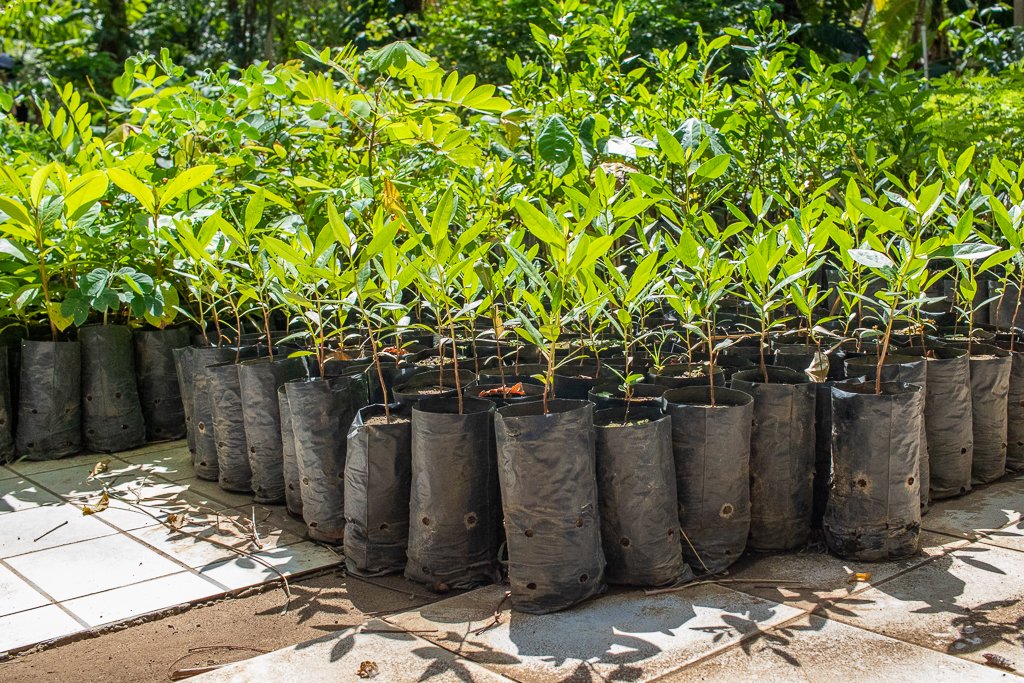 Buttonwood mangrove (Conocarpus erectus) trees