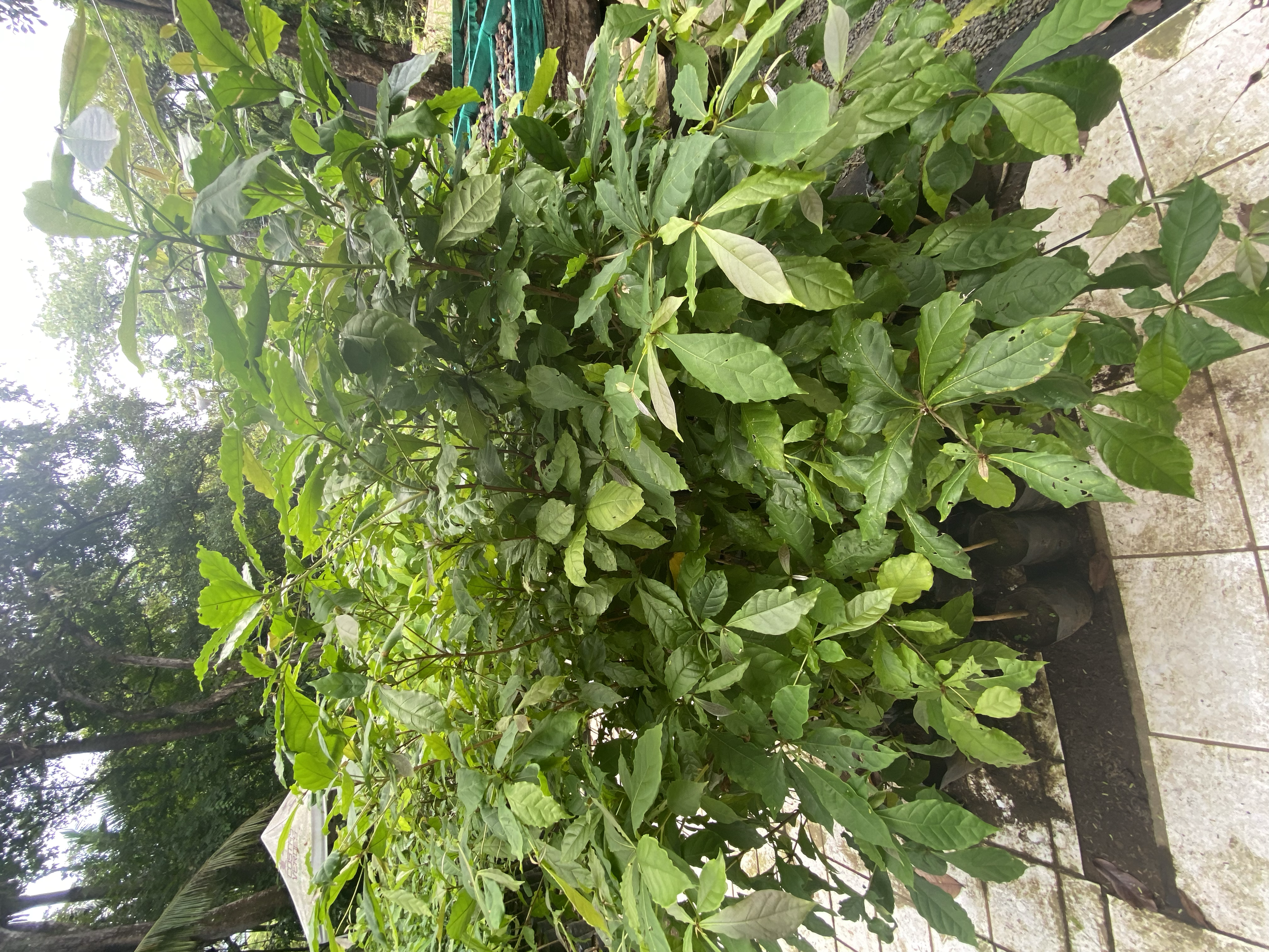 Será, Guayabón (Terminalia oblonga)