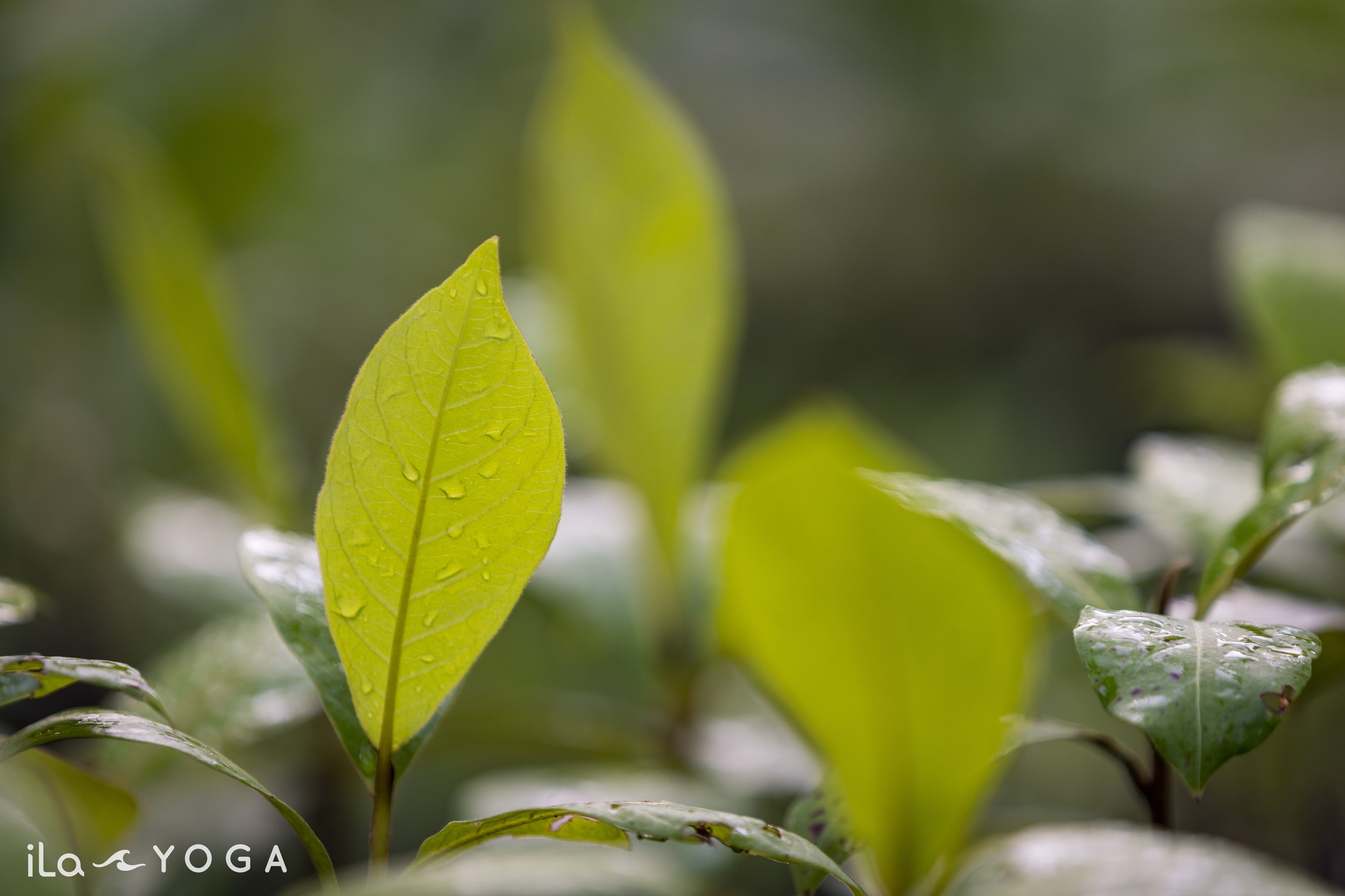 Tropical Almond (Terminalia catappa) saplings