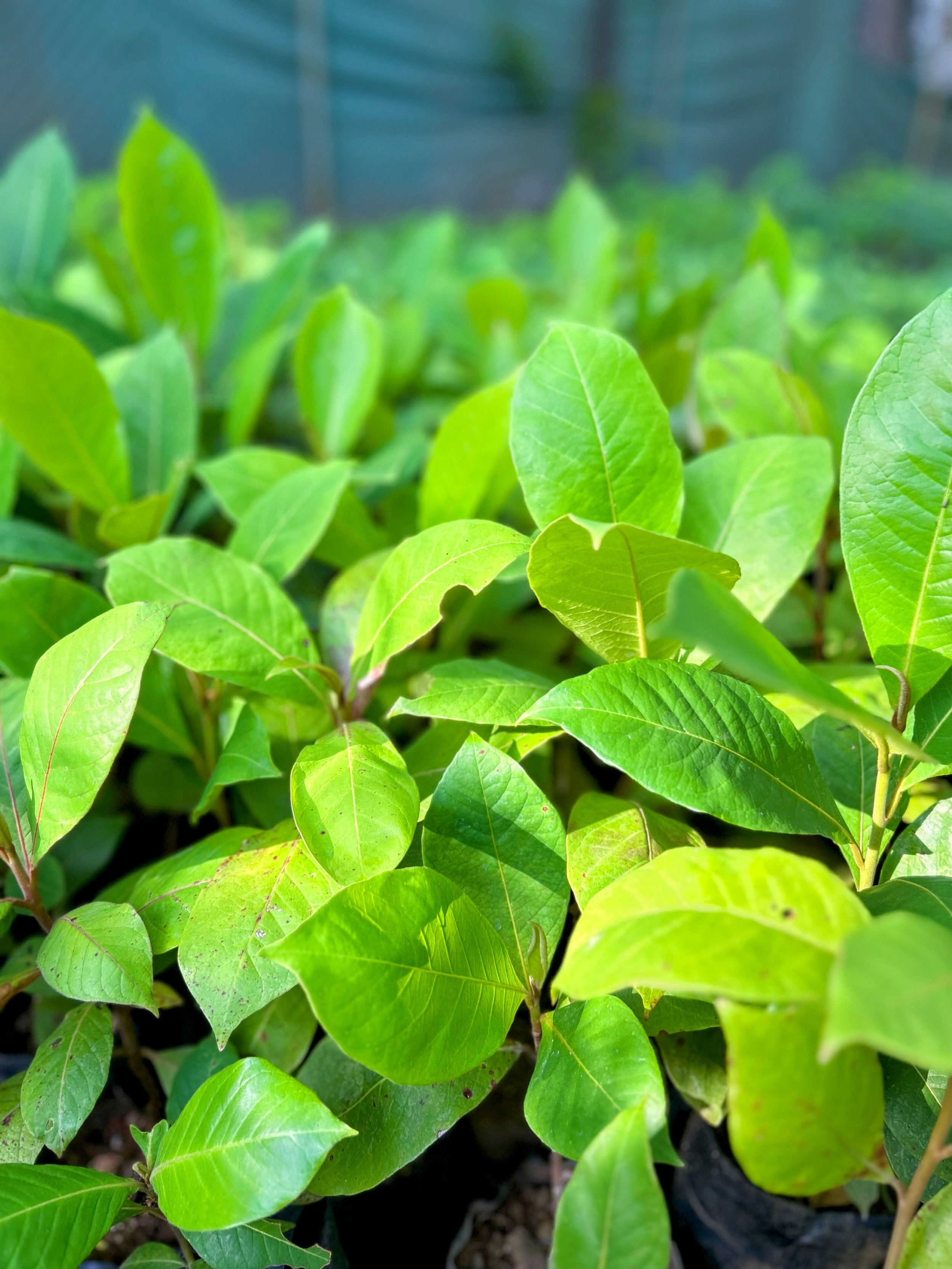 Tropical Almond (Terminalia catappa) saplings