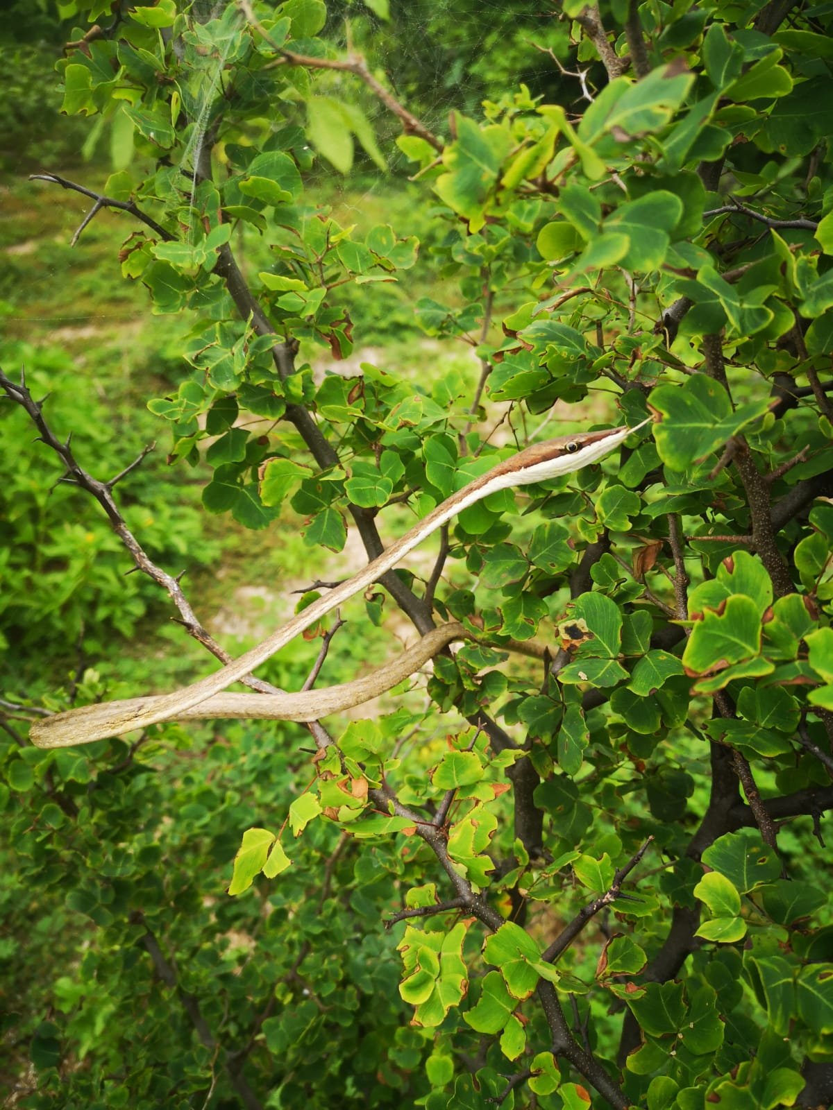 Brown vine snake (Oxybelis aenues)