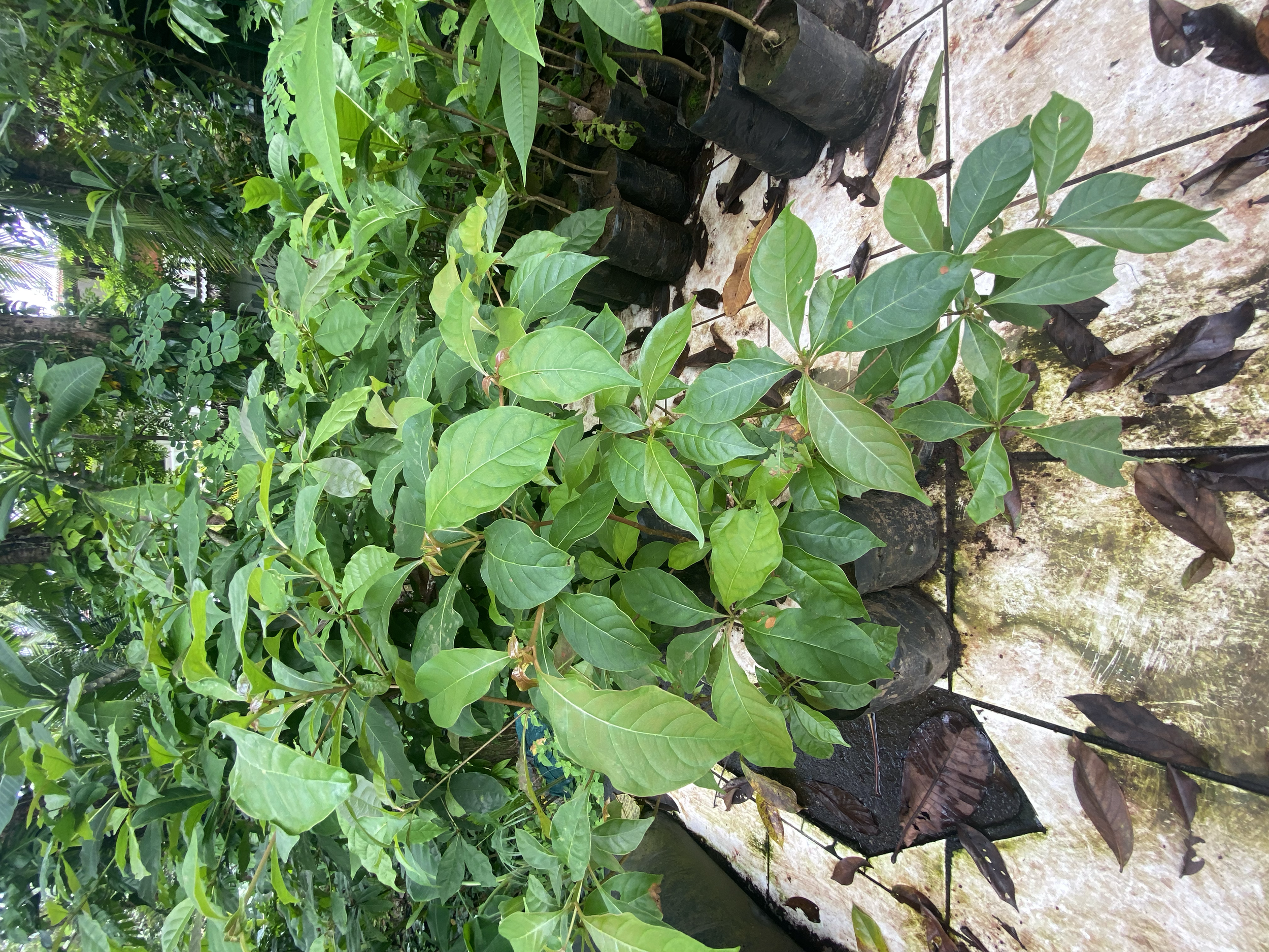 Madroño, Salamo (Calycophyllum candidisimum)
