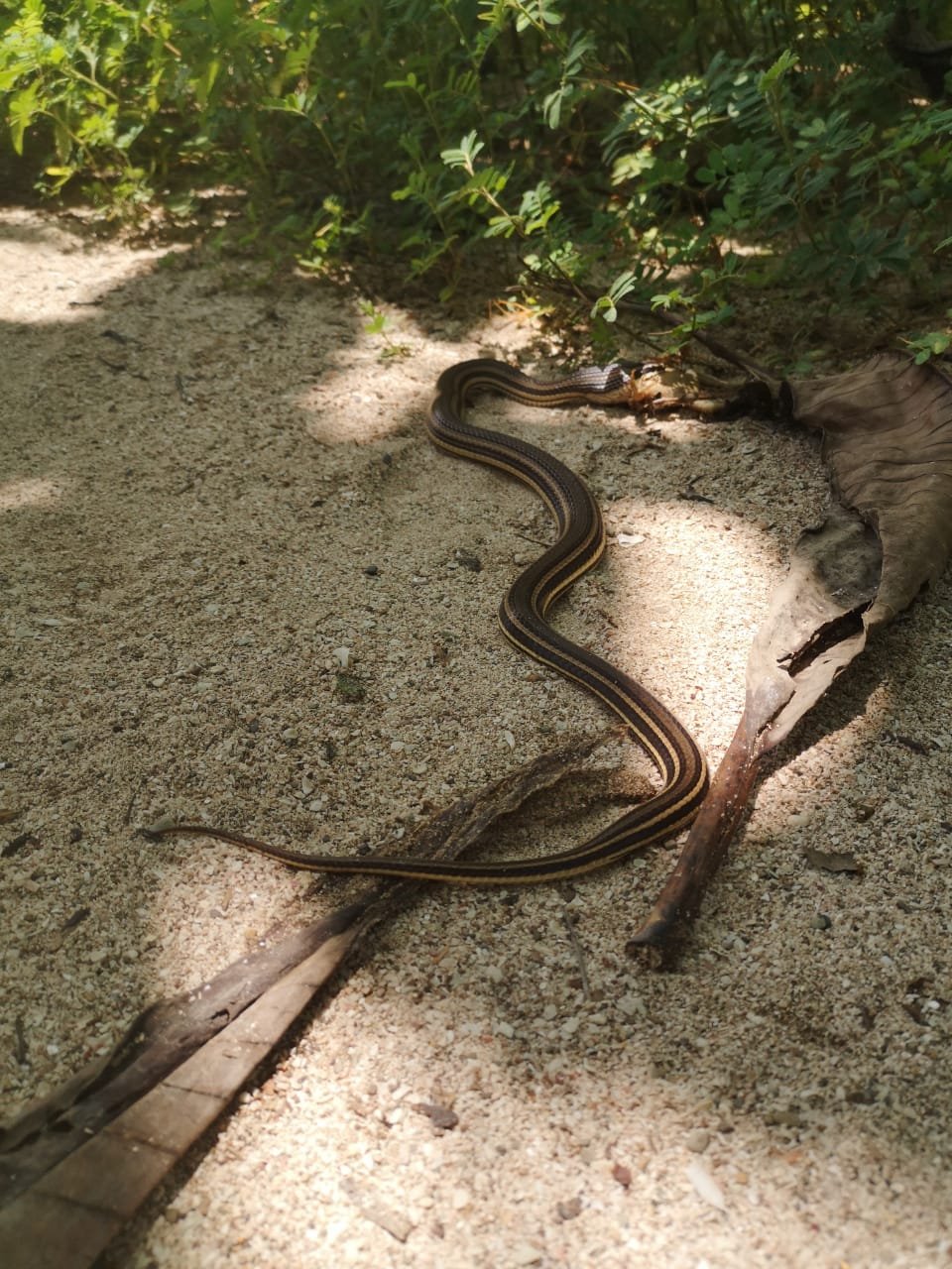Road guarder snake (conophis lineatus)