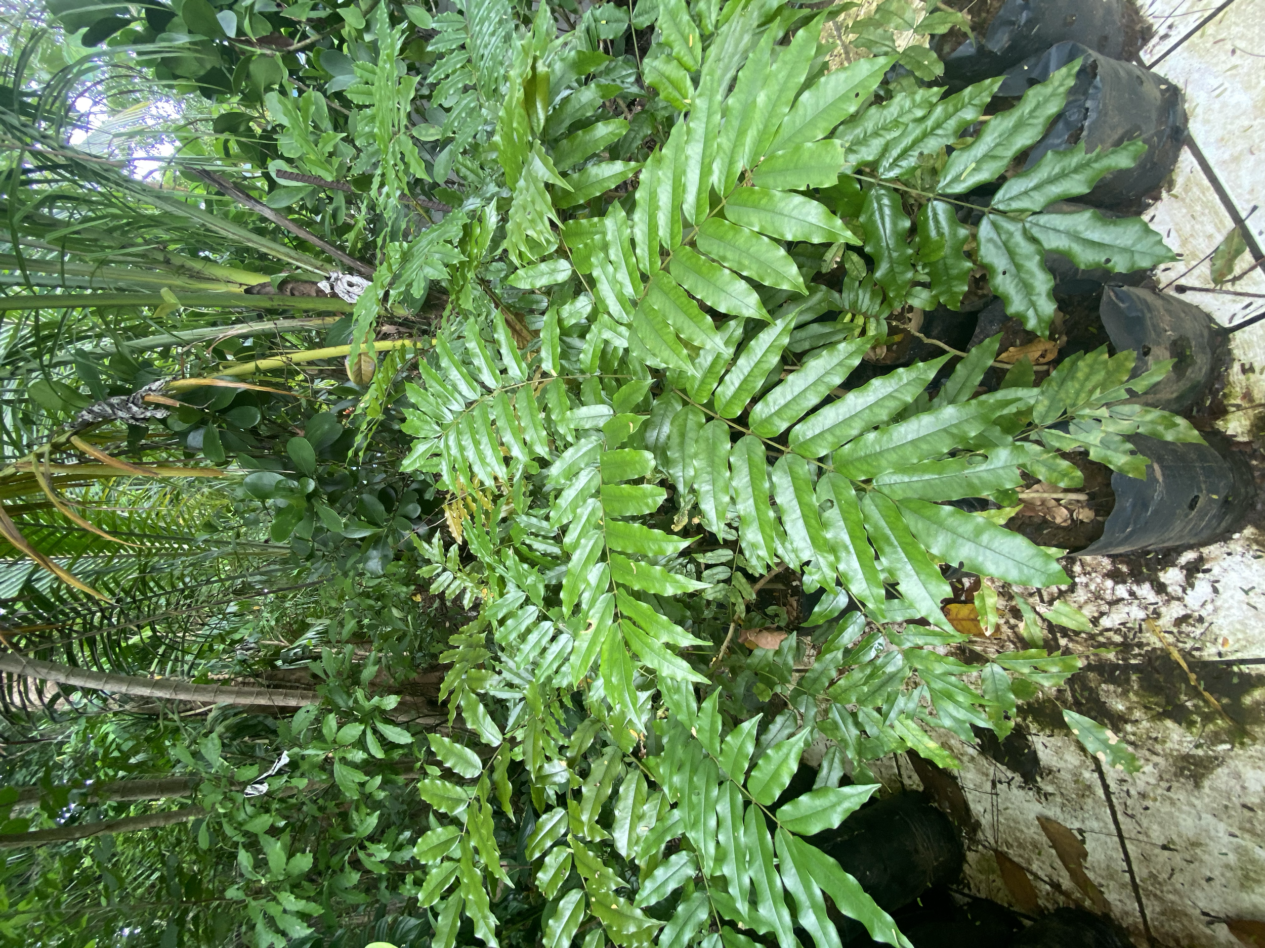 Almendro de Montaña (Andira inermes)
