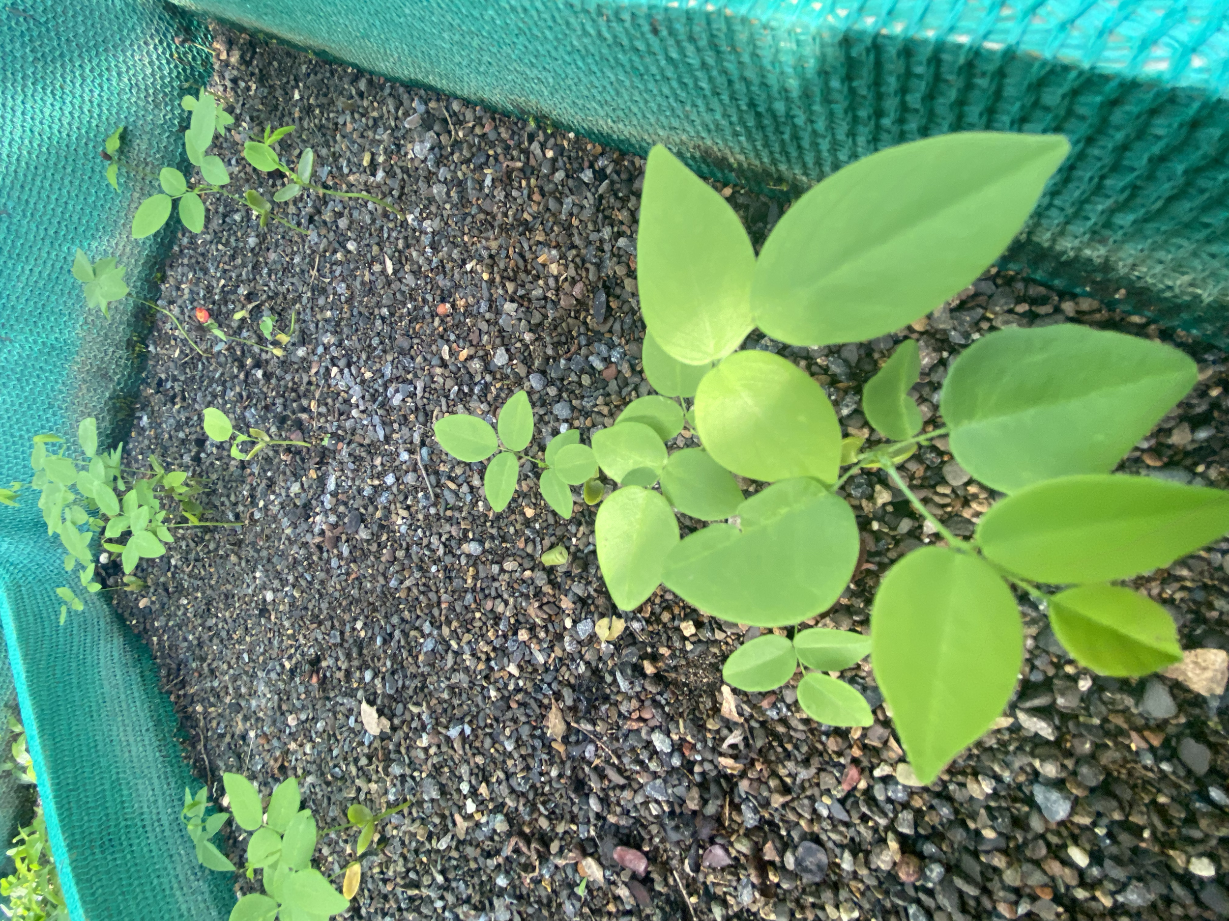 Cocobolo (Dalbergia retusa)