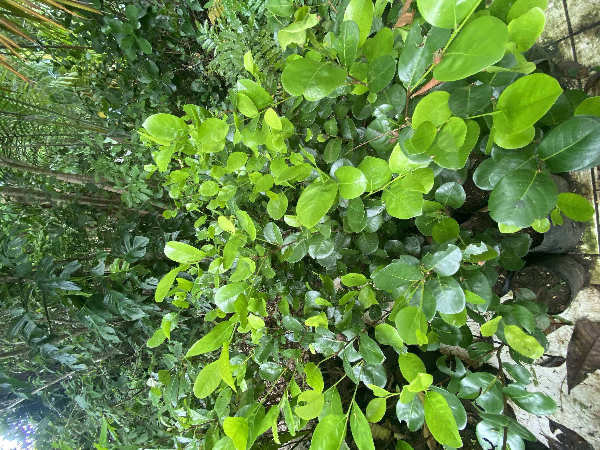 Icaco (Chrysobalanus icaco)