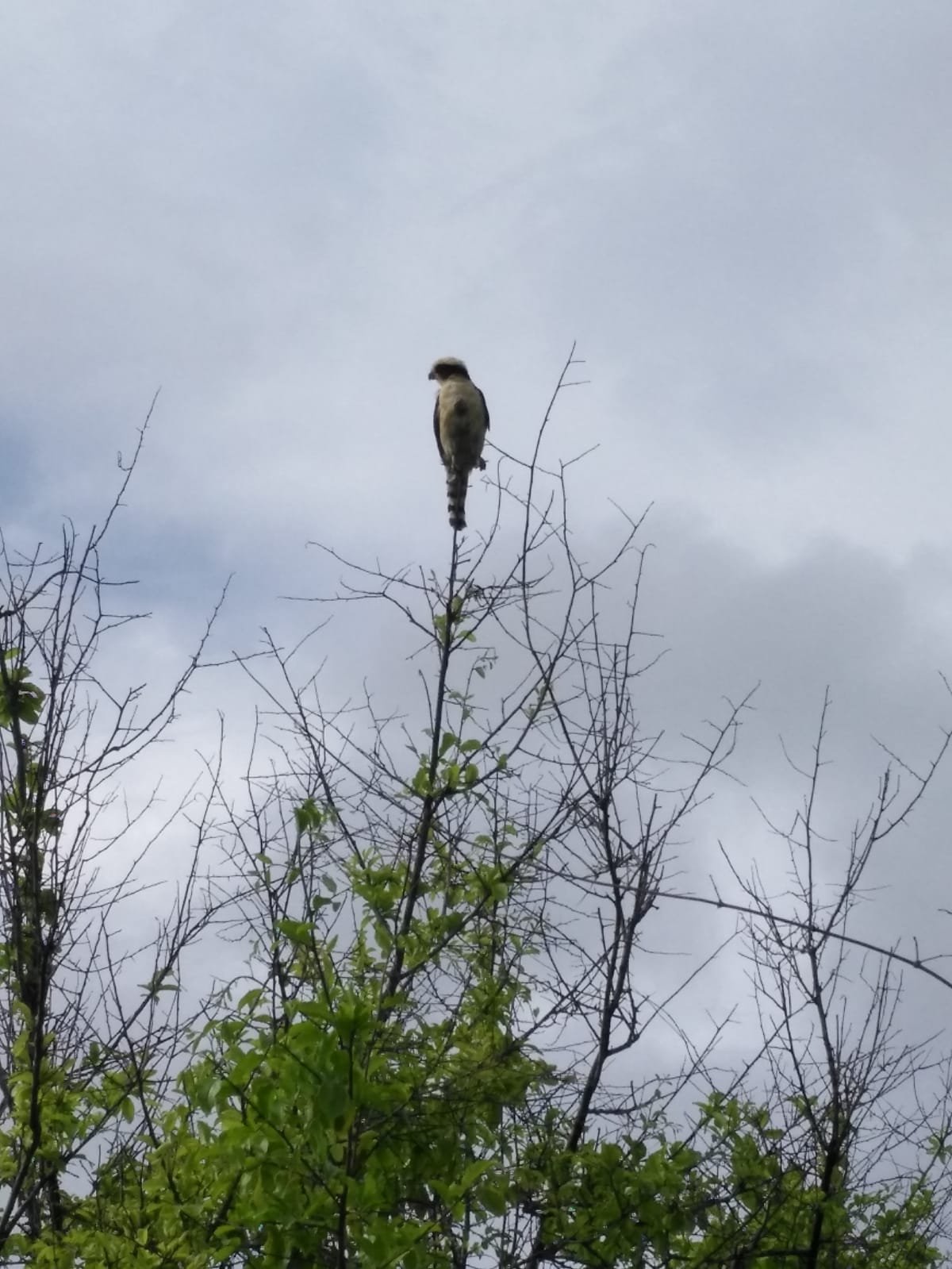 Laughing Falcon (Herpetotheres cachinnans)