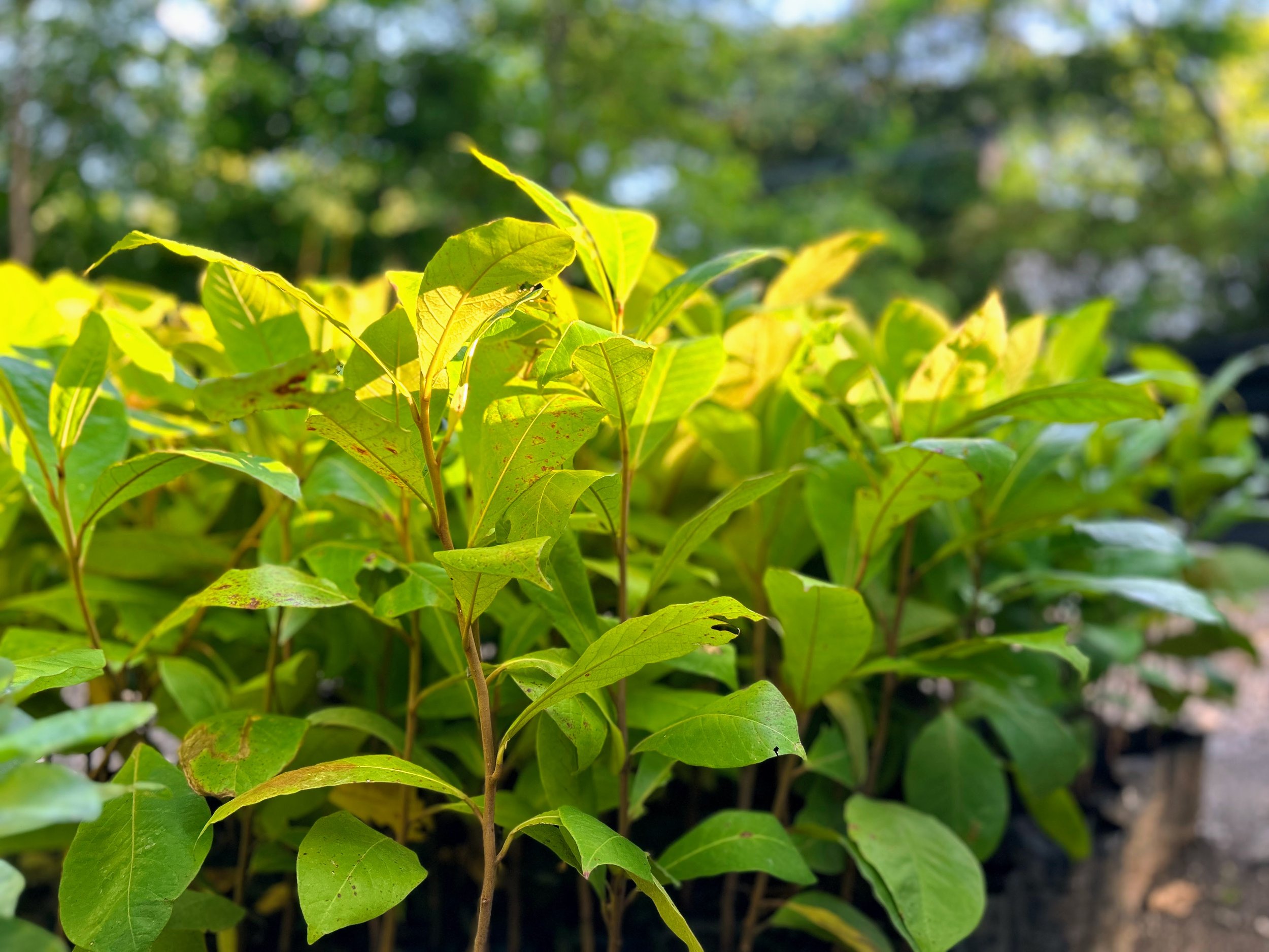 Tropical Almond (Terminalia catappa) saplings