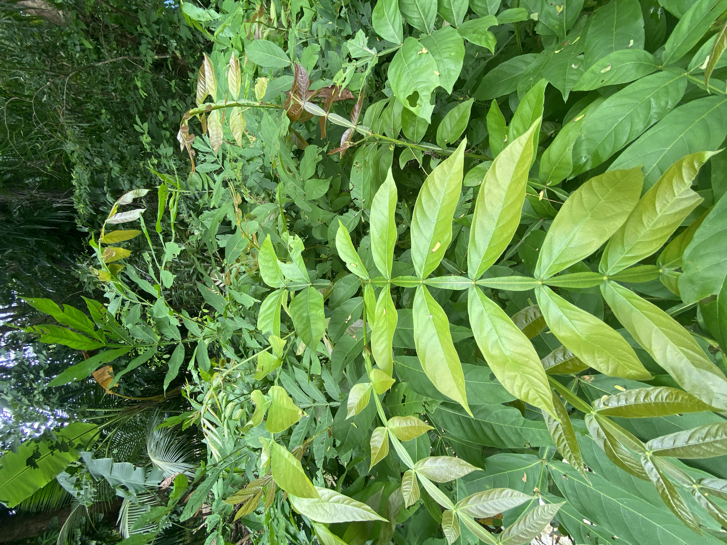 Guaba río (Inga vera)