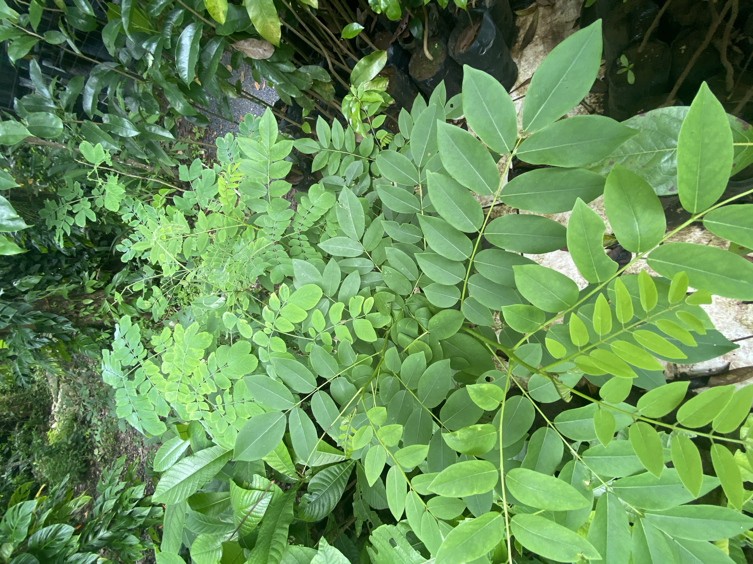 Madero negro (Gliricidia sepium)