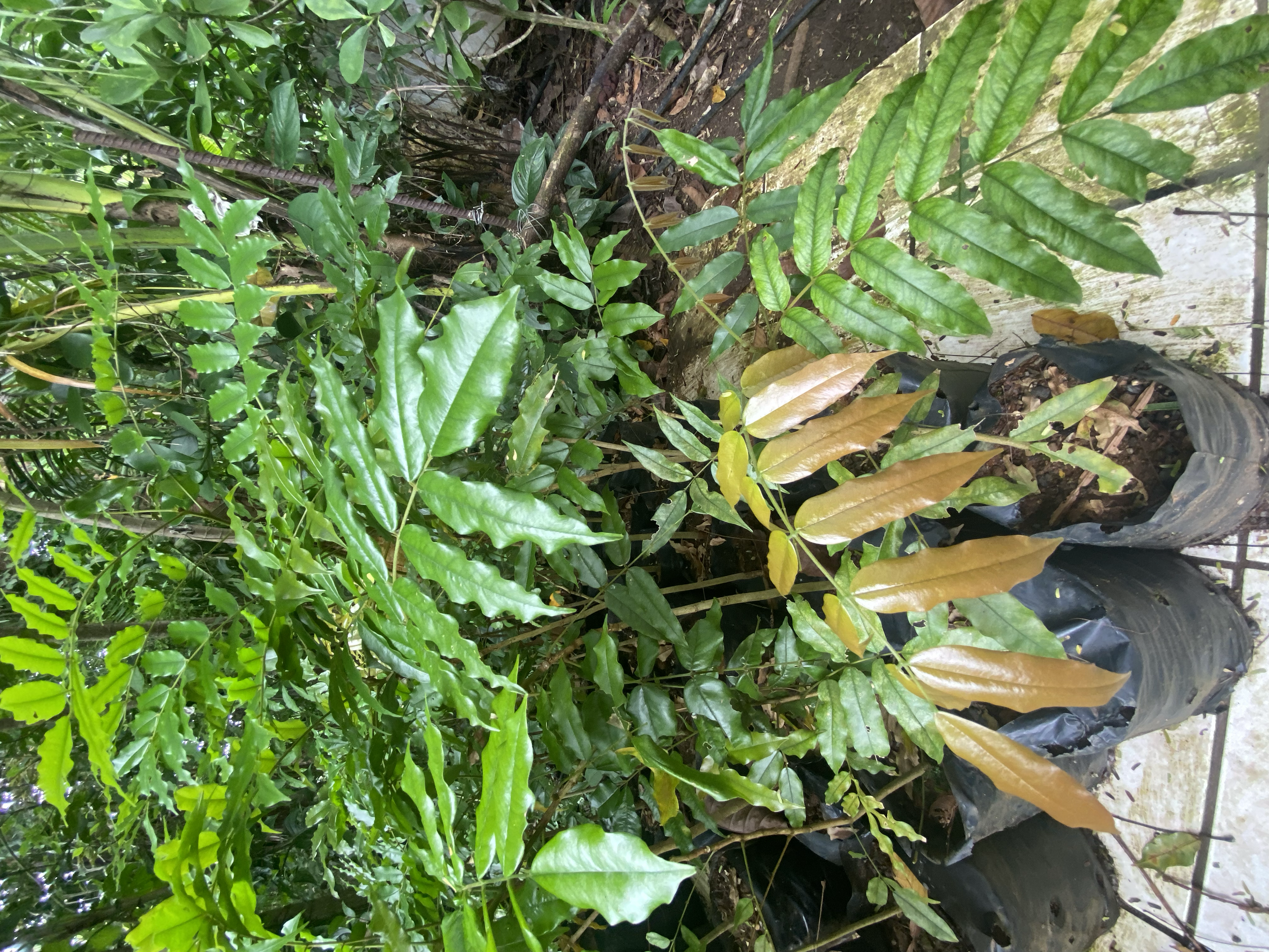 Almendro de Montaña (Andira inermes)