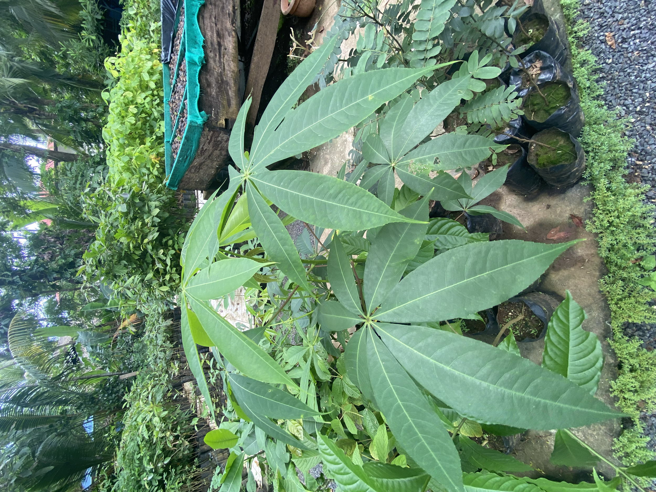 Ceiba, Kapok (Ceiba pentandra)